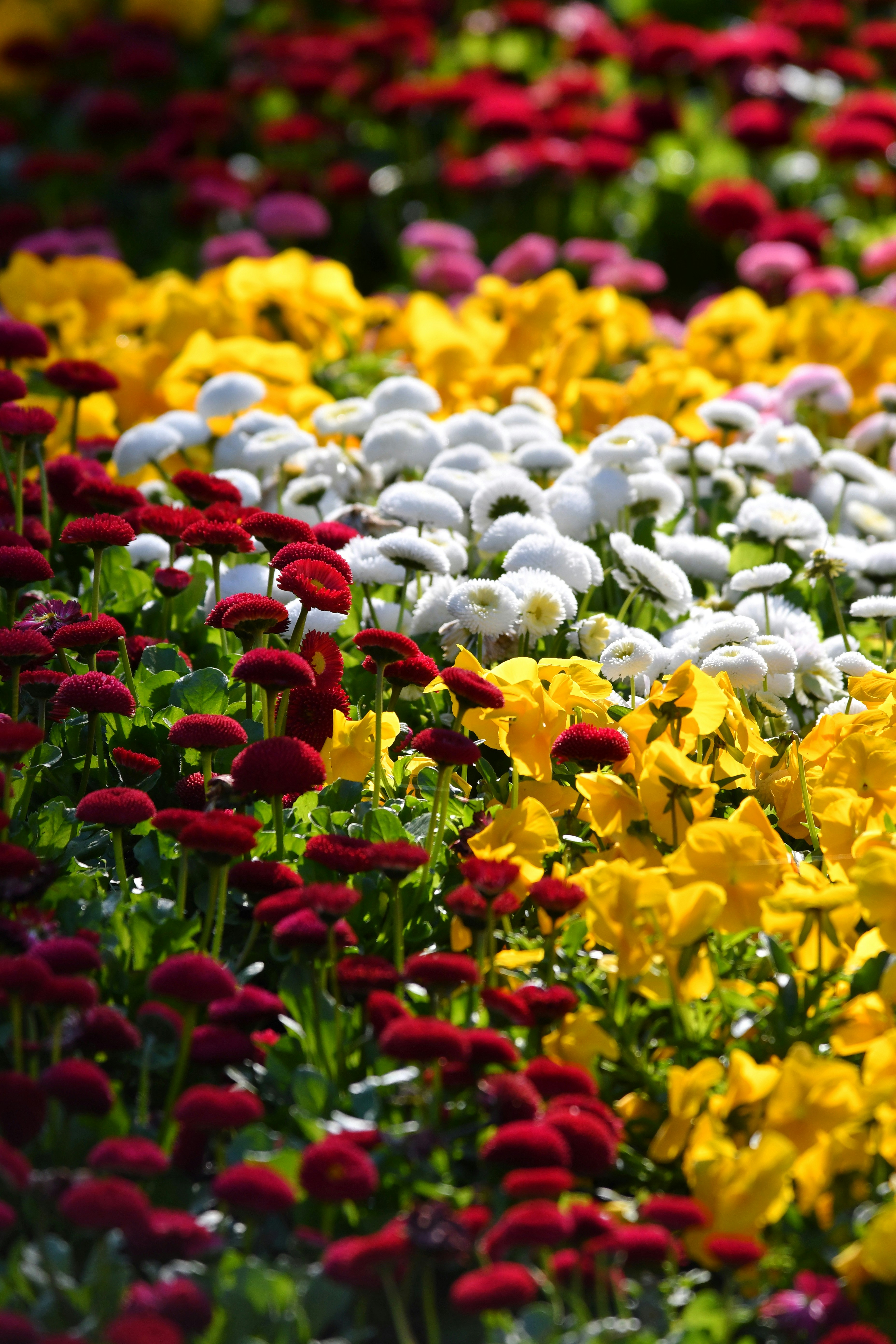 Photo by pedrino5_official