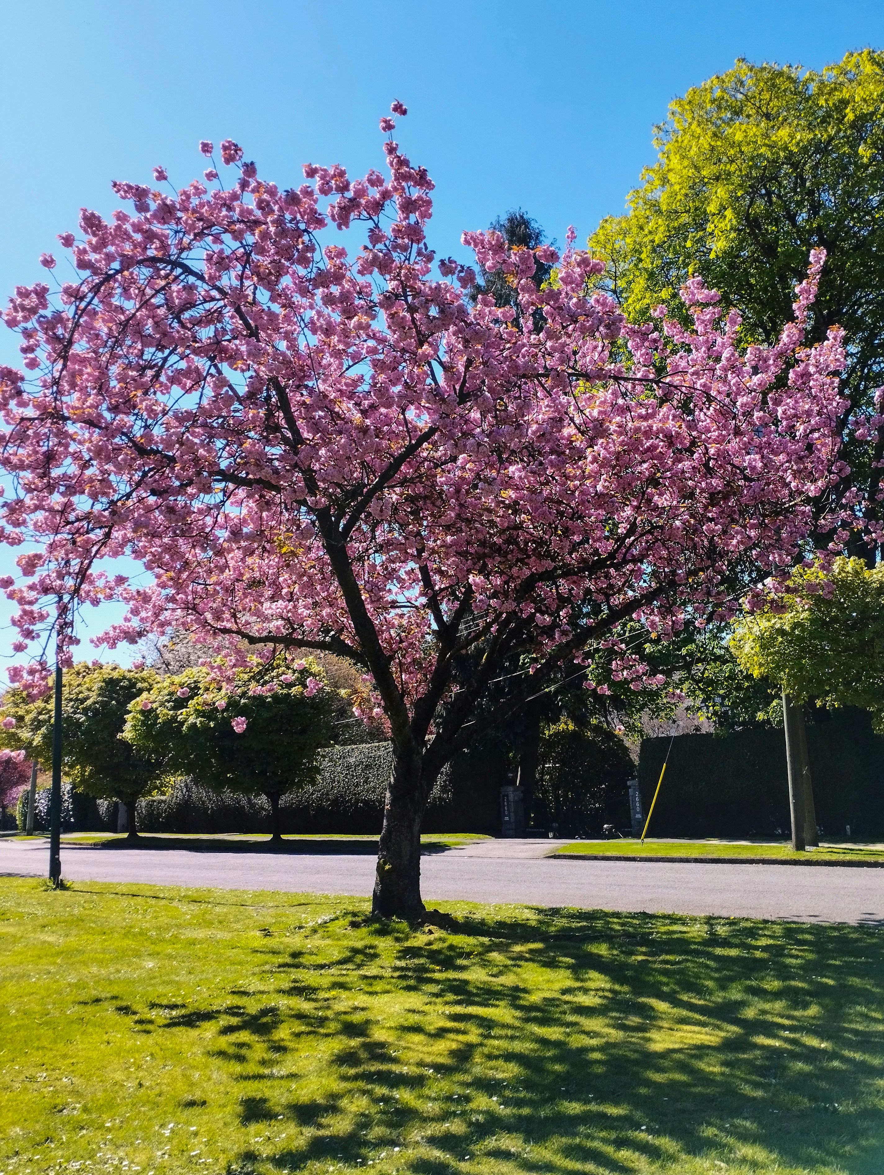 Photo by shayaniroomloo