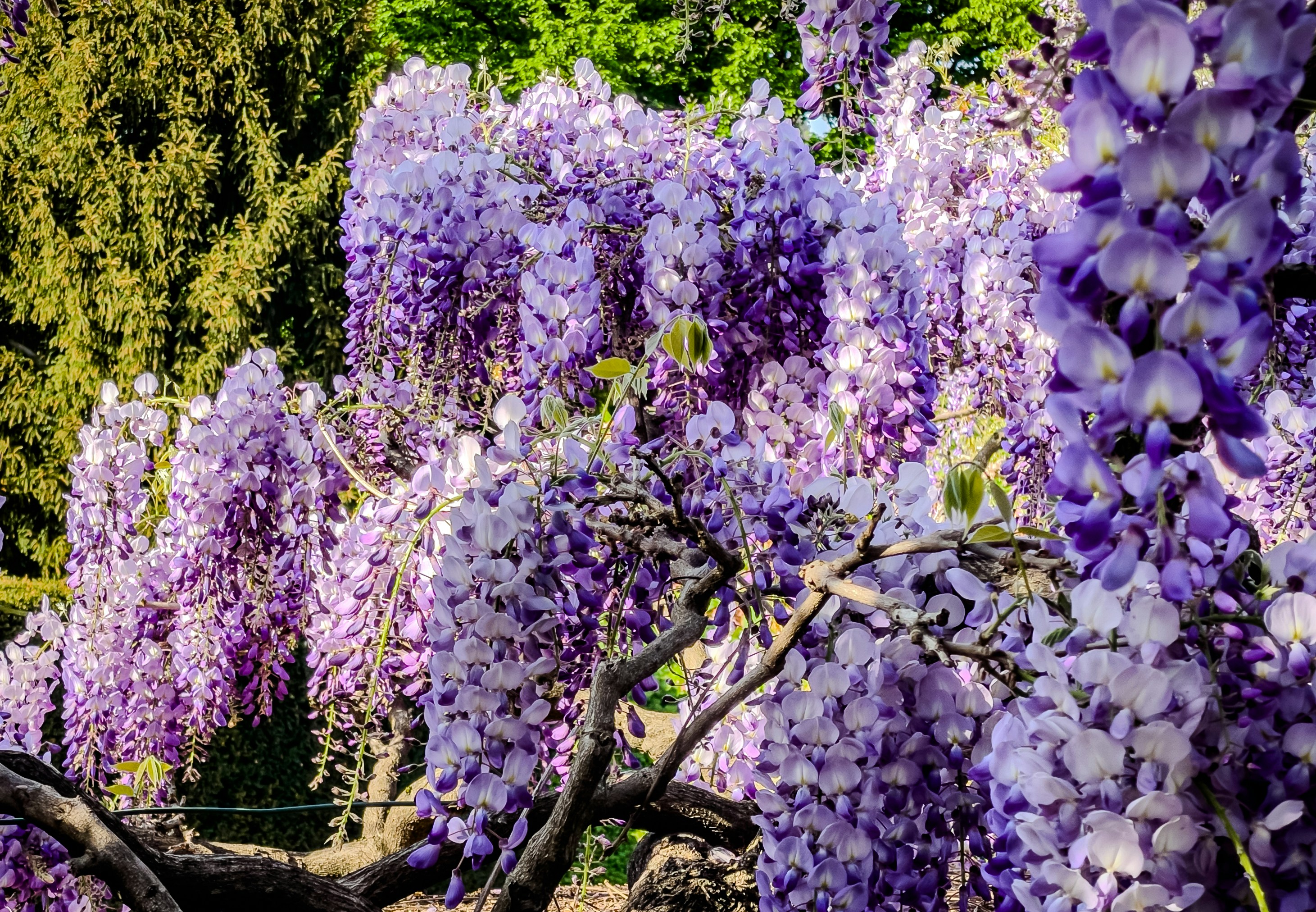 Las flores de glicina púrpura cuelgan de las ramas. foto – Imagen de Flor  gratuita en Unsplash, image size:3000x2078