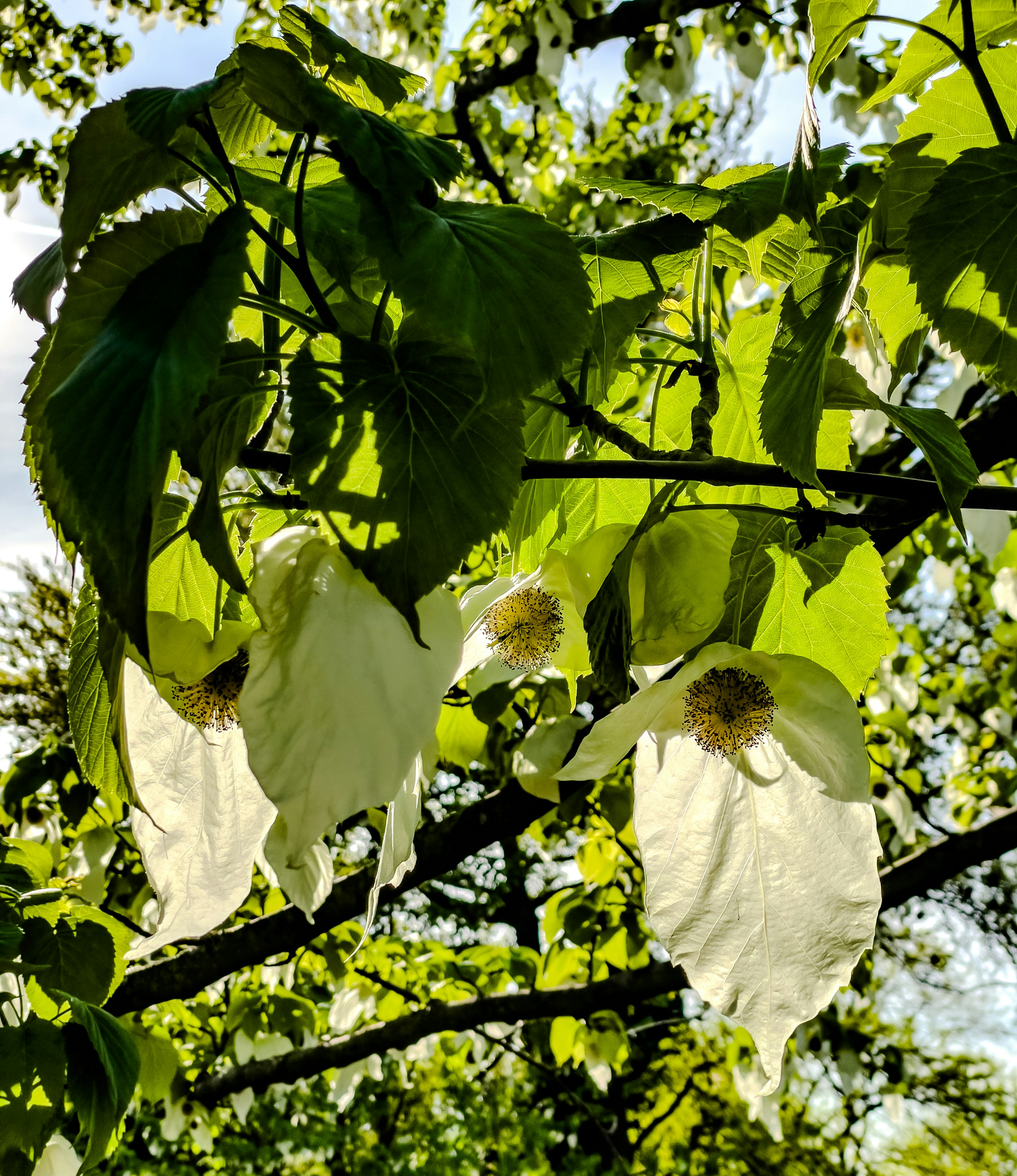 A tree with unique white, flower-like bracts.