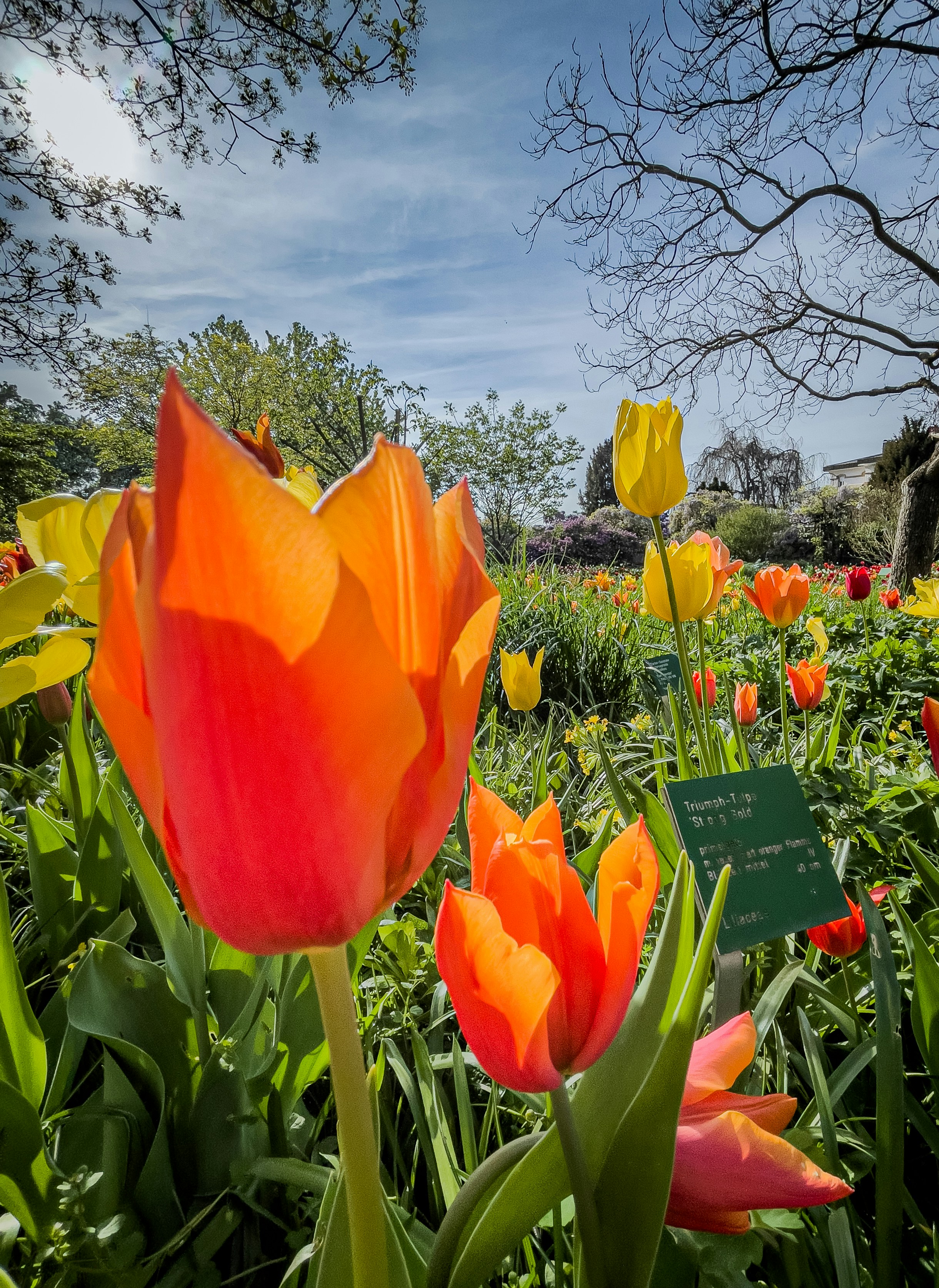 Vibrant orange tulips bloom beautifully in a garden.