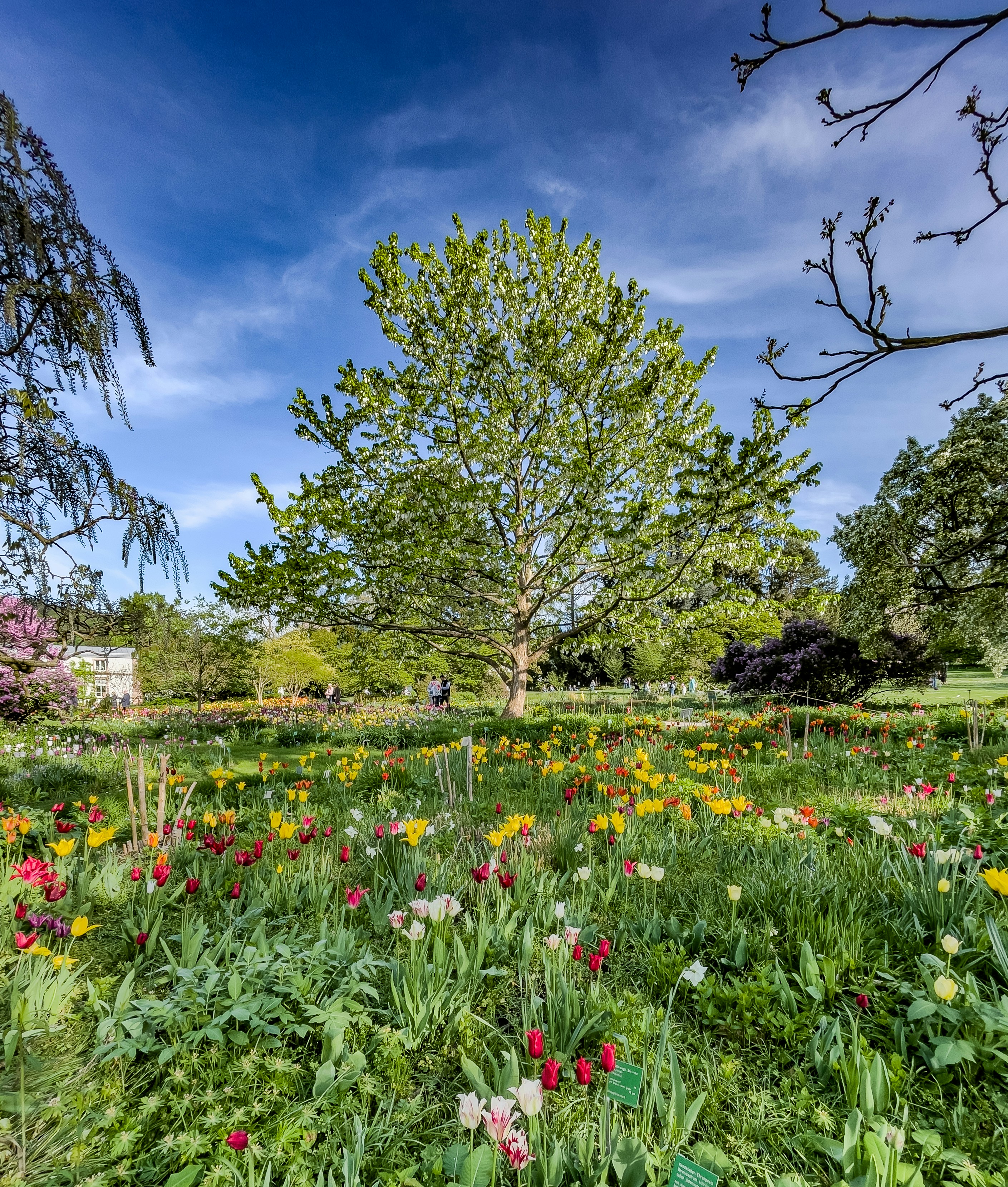 Las flores florecen debajo de un árbol en primavera. foto – Imagen de Flor  gratuita en Unsplash, image size:3000x3532