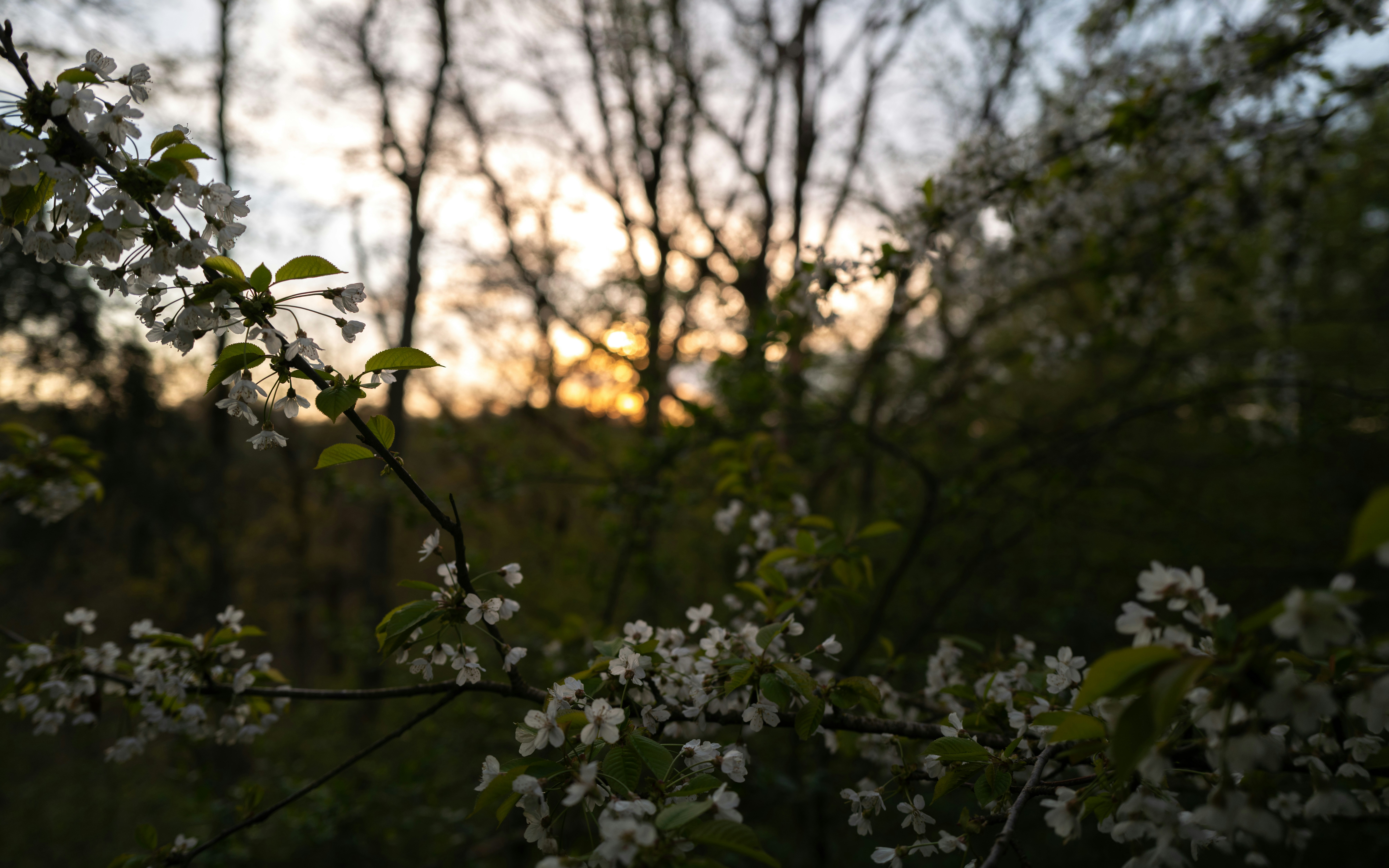Weiße Blüten blühen bei Sonnenuntergang im Wald.