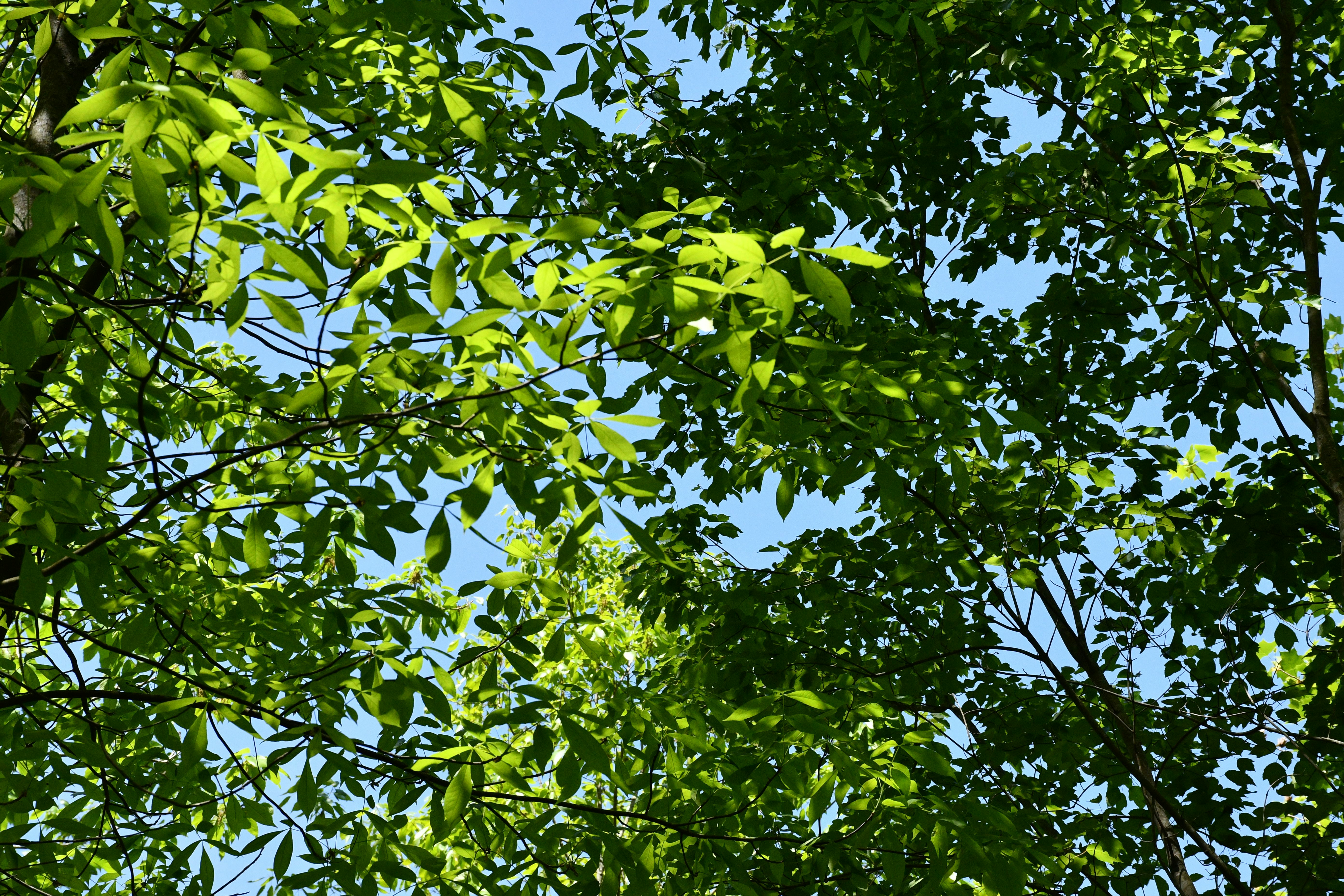 Photo by naturalist_boat