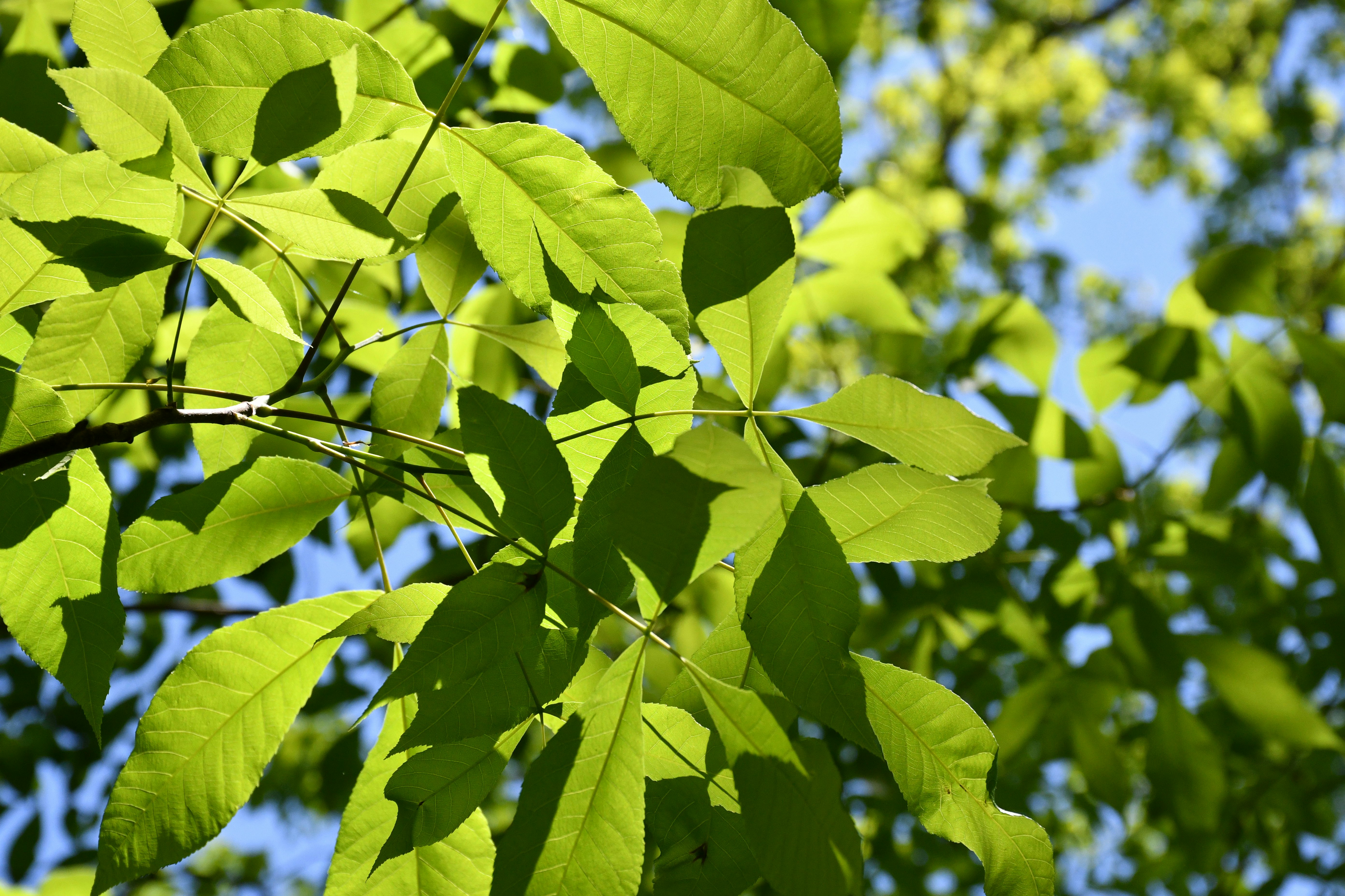 Photo by naturalist_boat