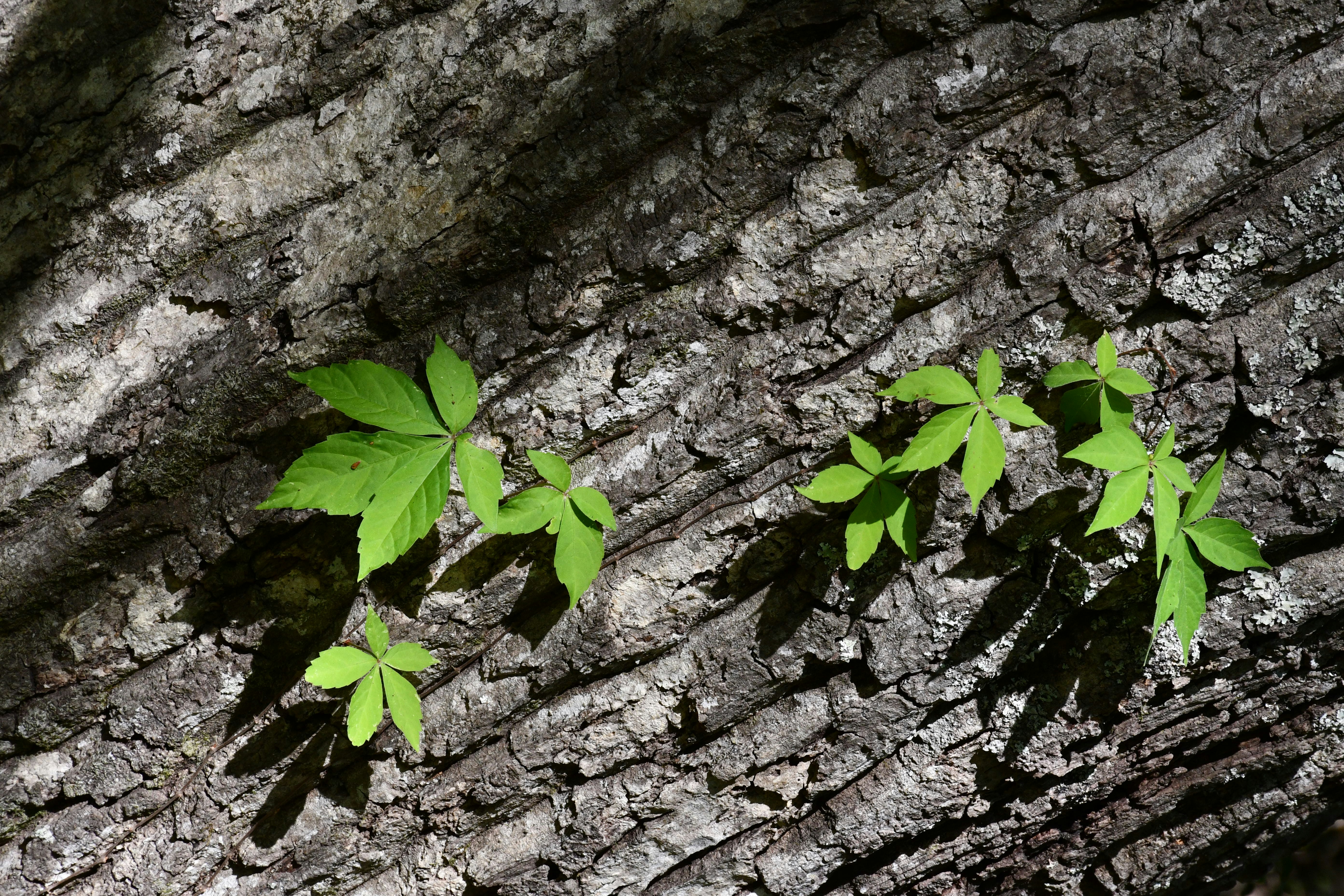 Harnessing Optimism: Strategies for Sustainable Business Growth