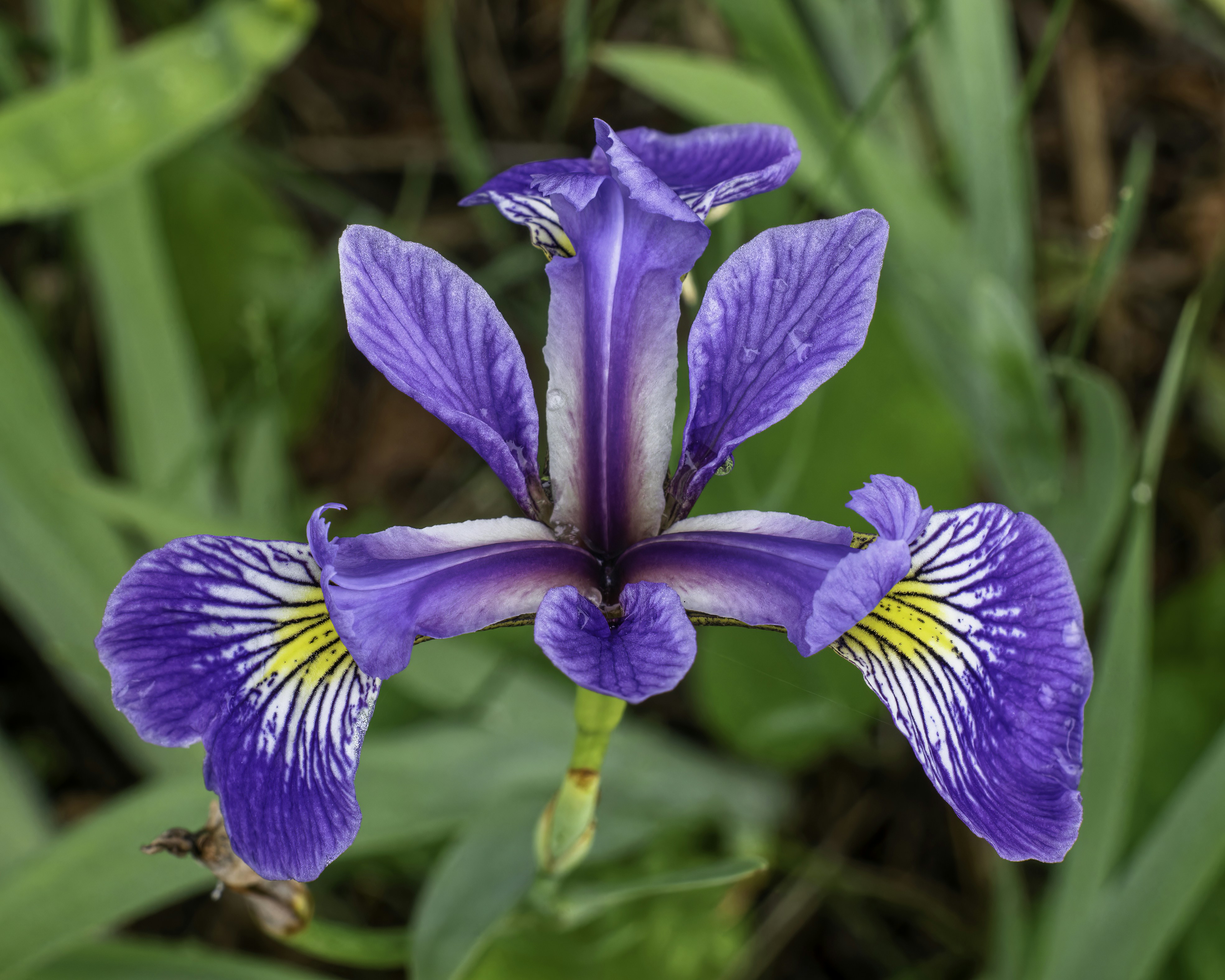 Photo by d_a_mclaughlin