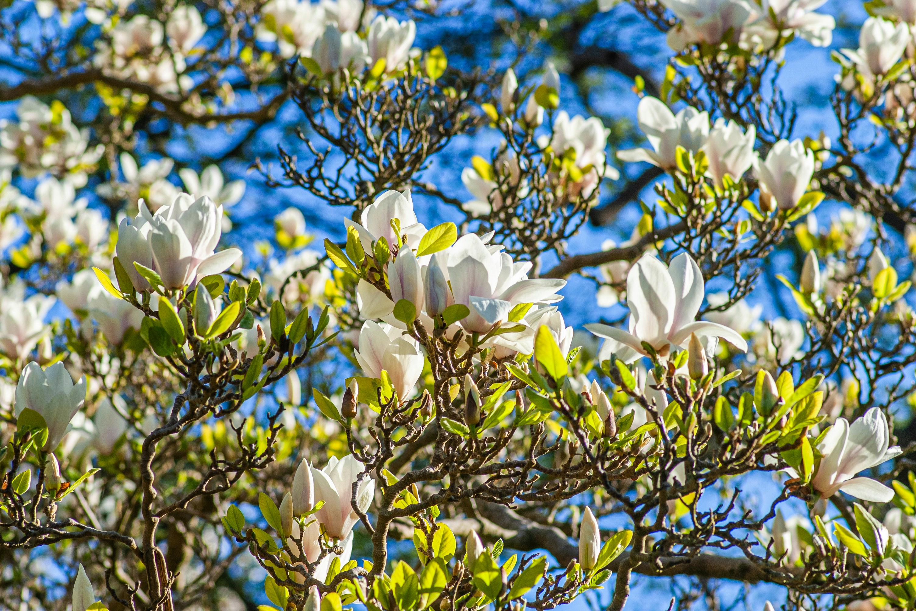 White magnolia blossoms bloom brightly in
