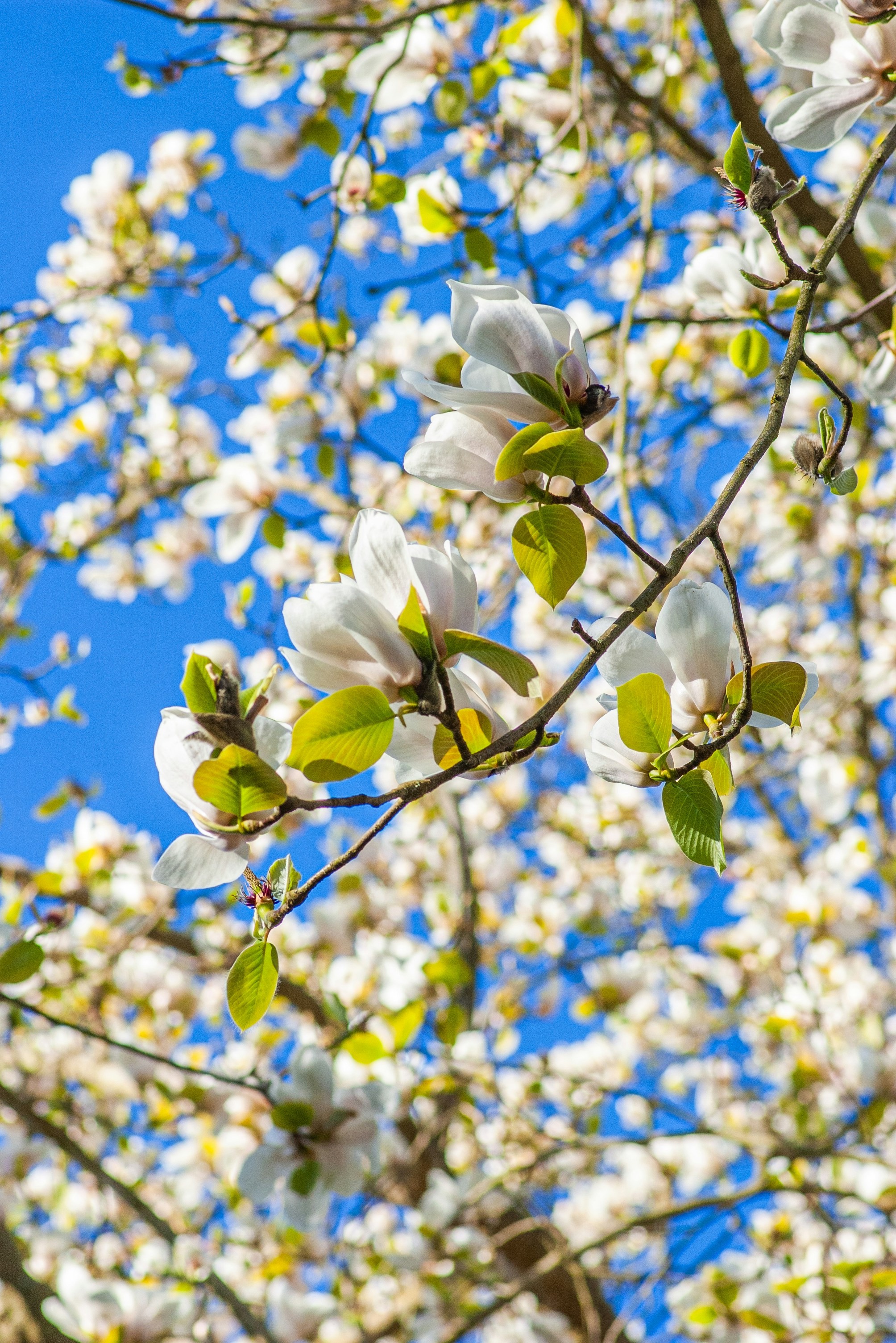 White magnolia blossoms bloom under a blue sky. photo – Free Flowers ...
