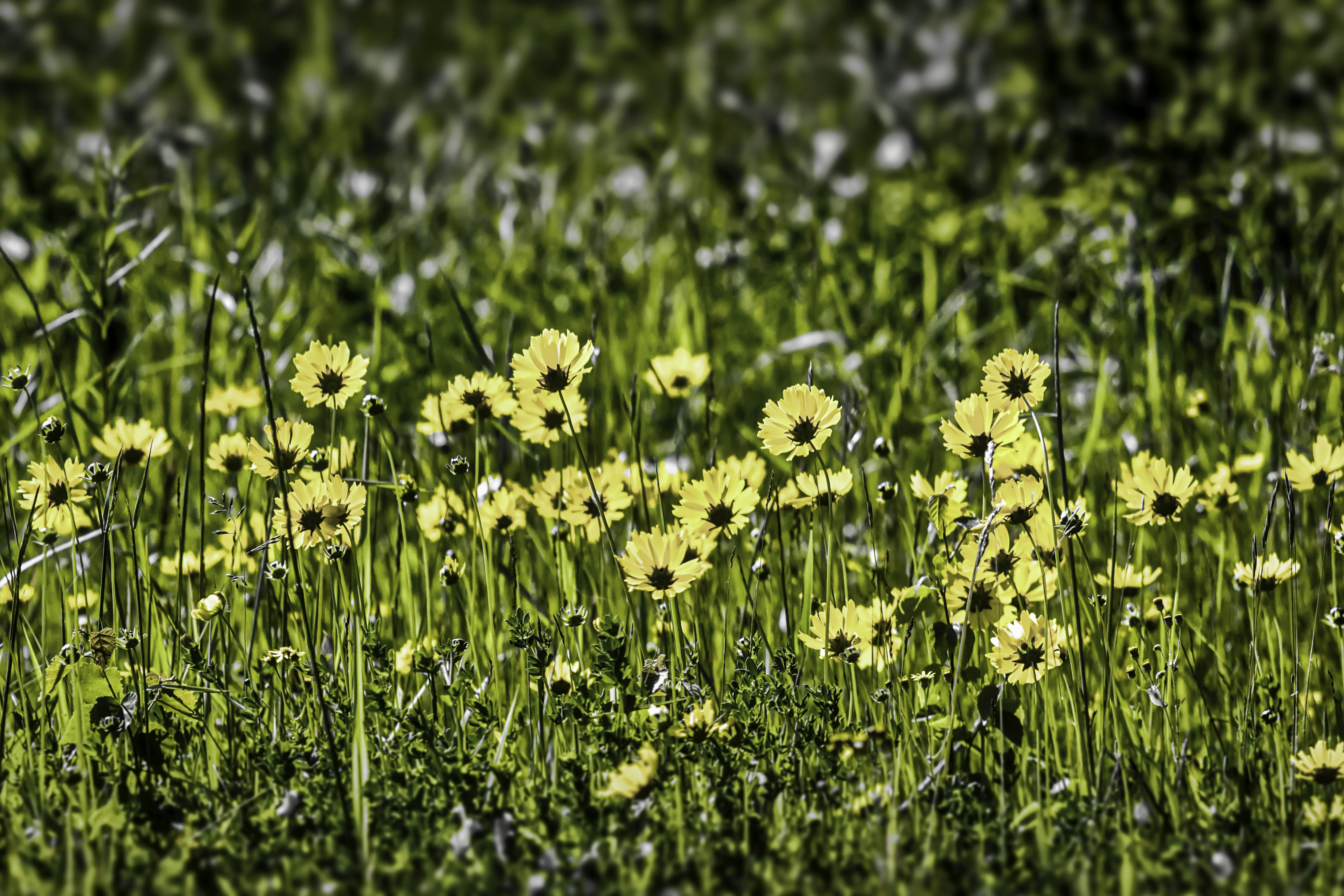 Photo by d_a_mclaughlin