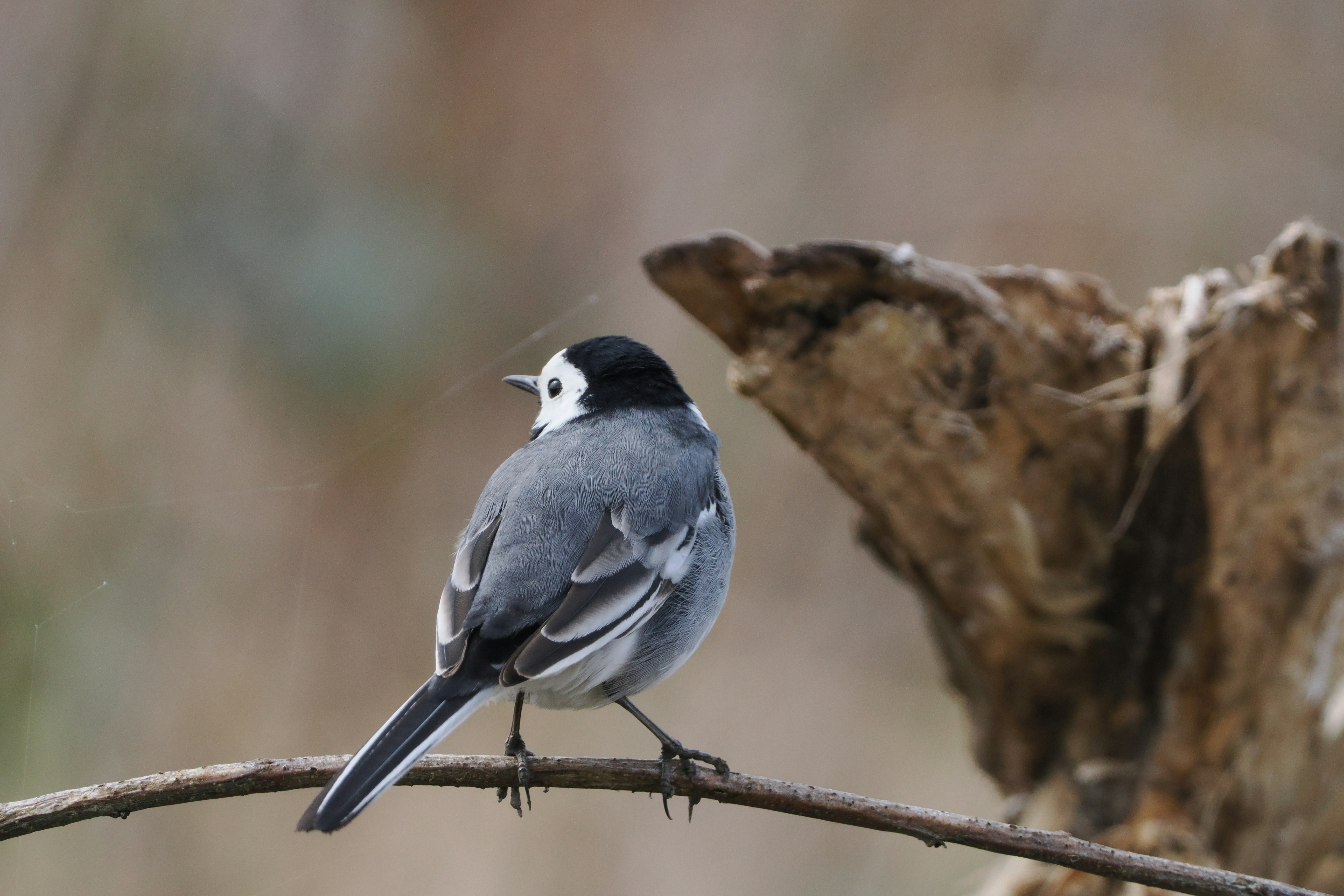 Photo by fotografie_thomas_nolte