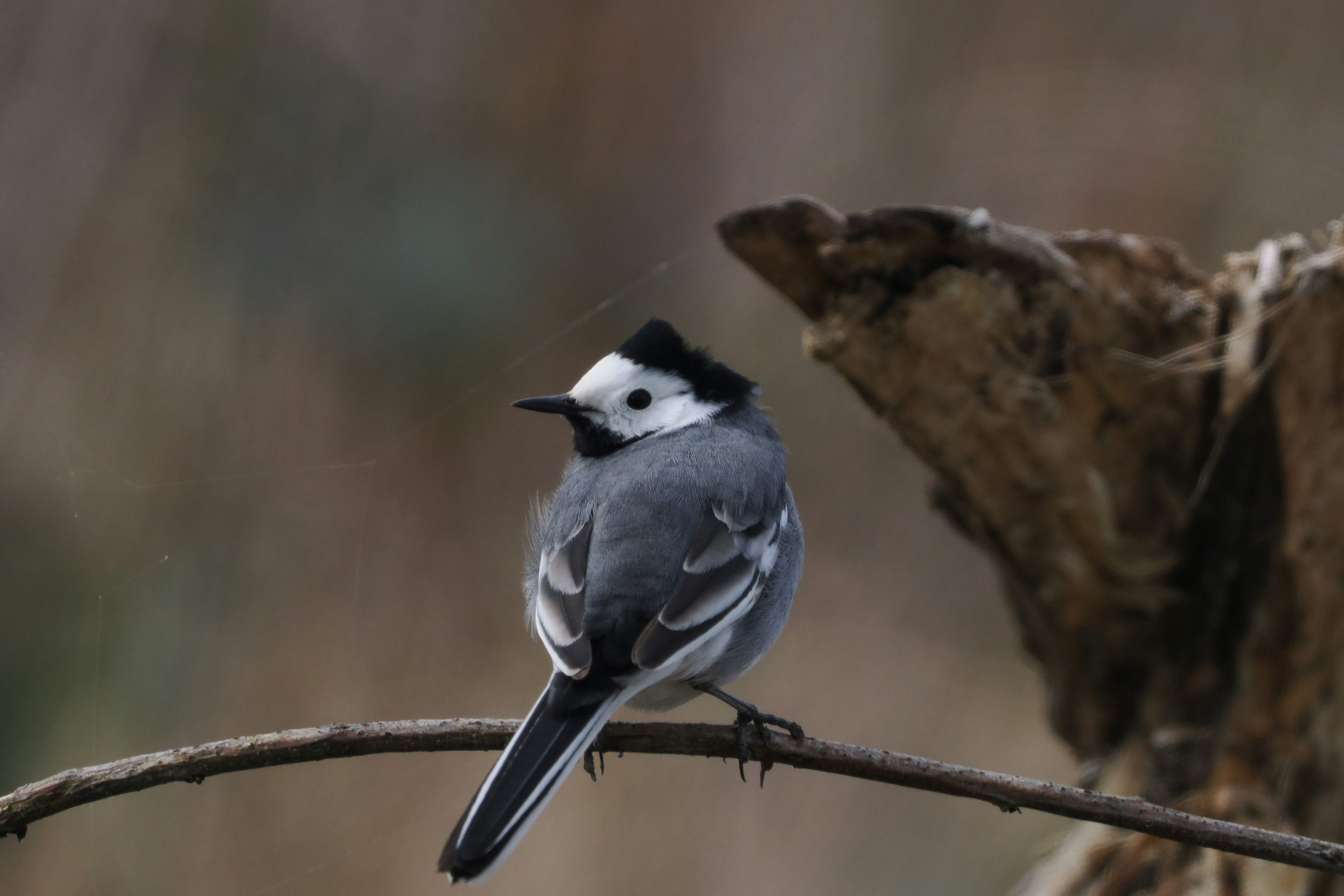 Photo by fotografie_thomas_nolte