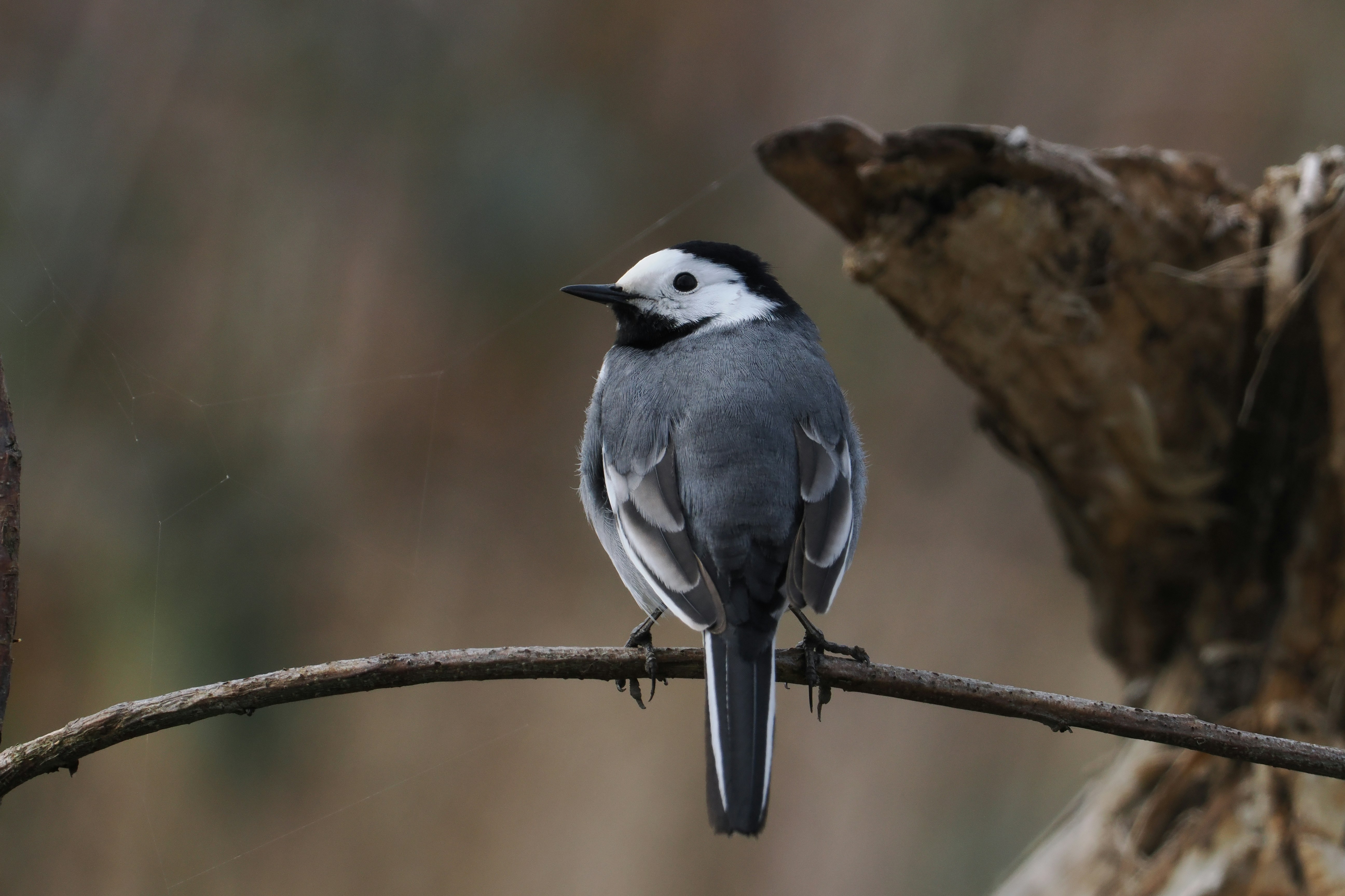 Photo by fotografie_thomas_nolte