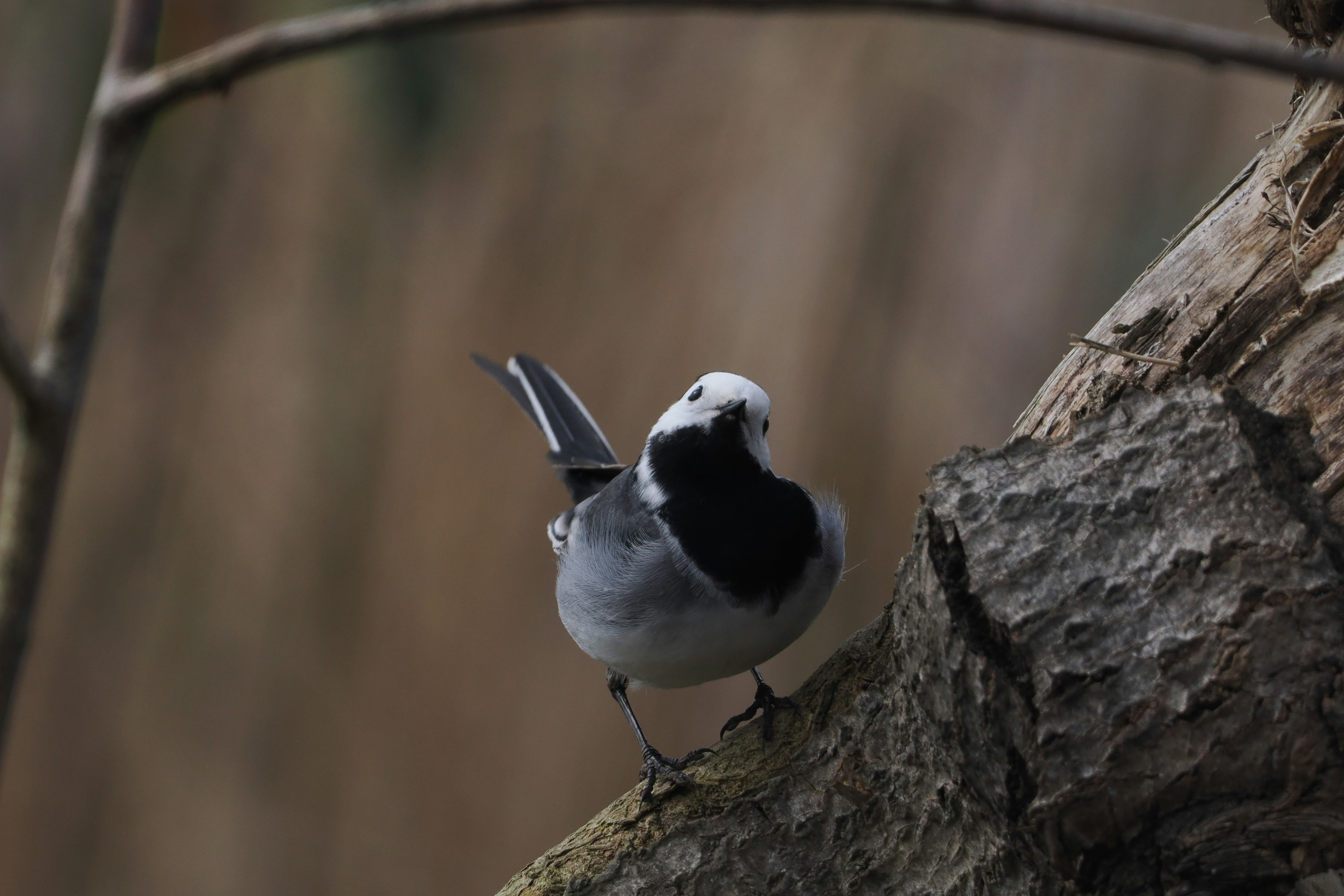 Photo by fotografie_thomas_nolte