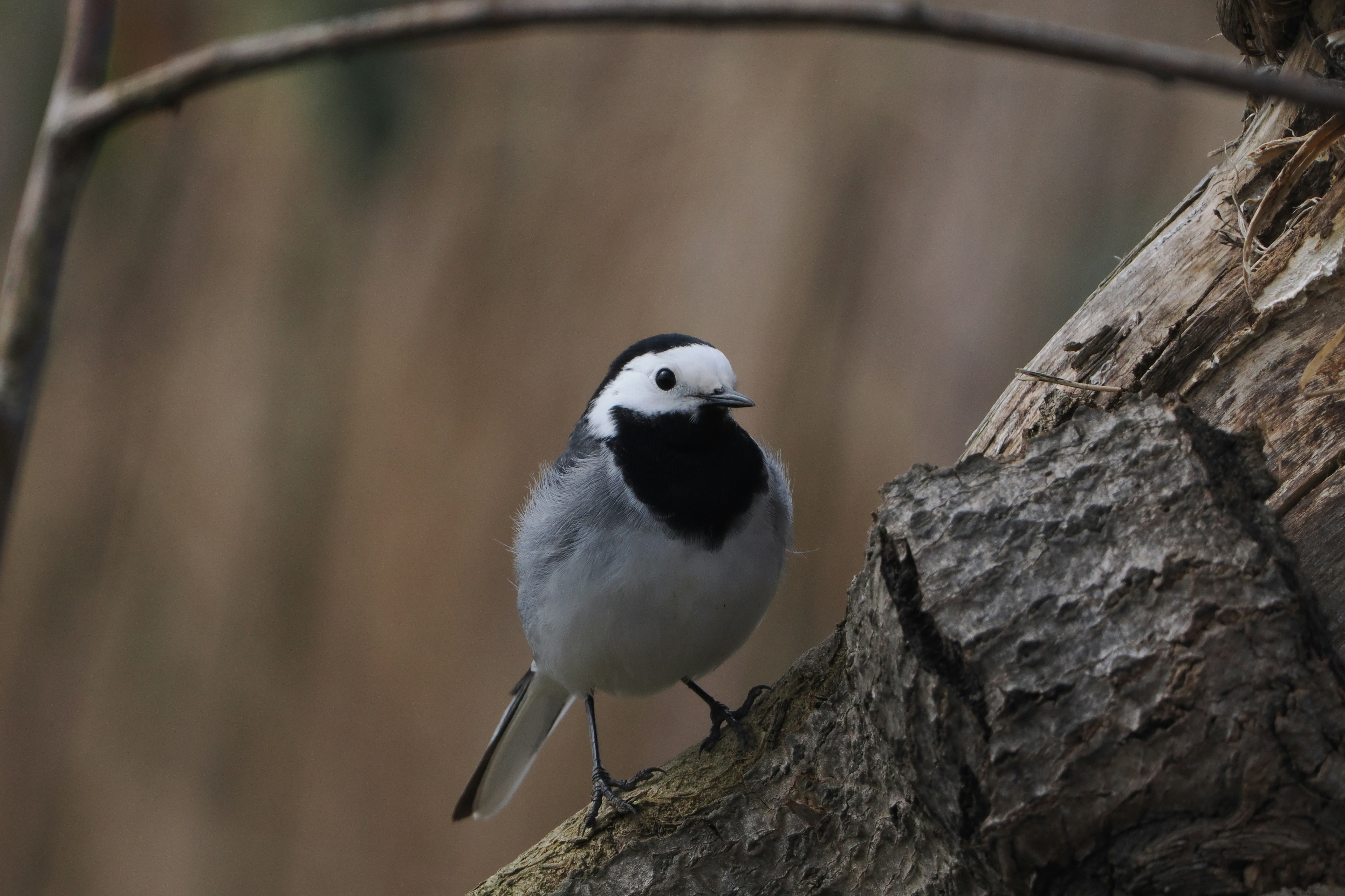 Photo by fotografie_thomas_nolte