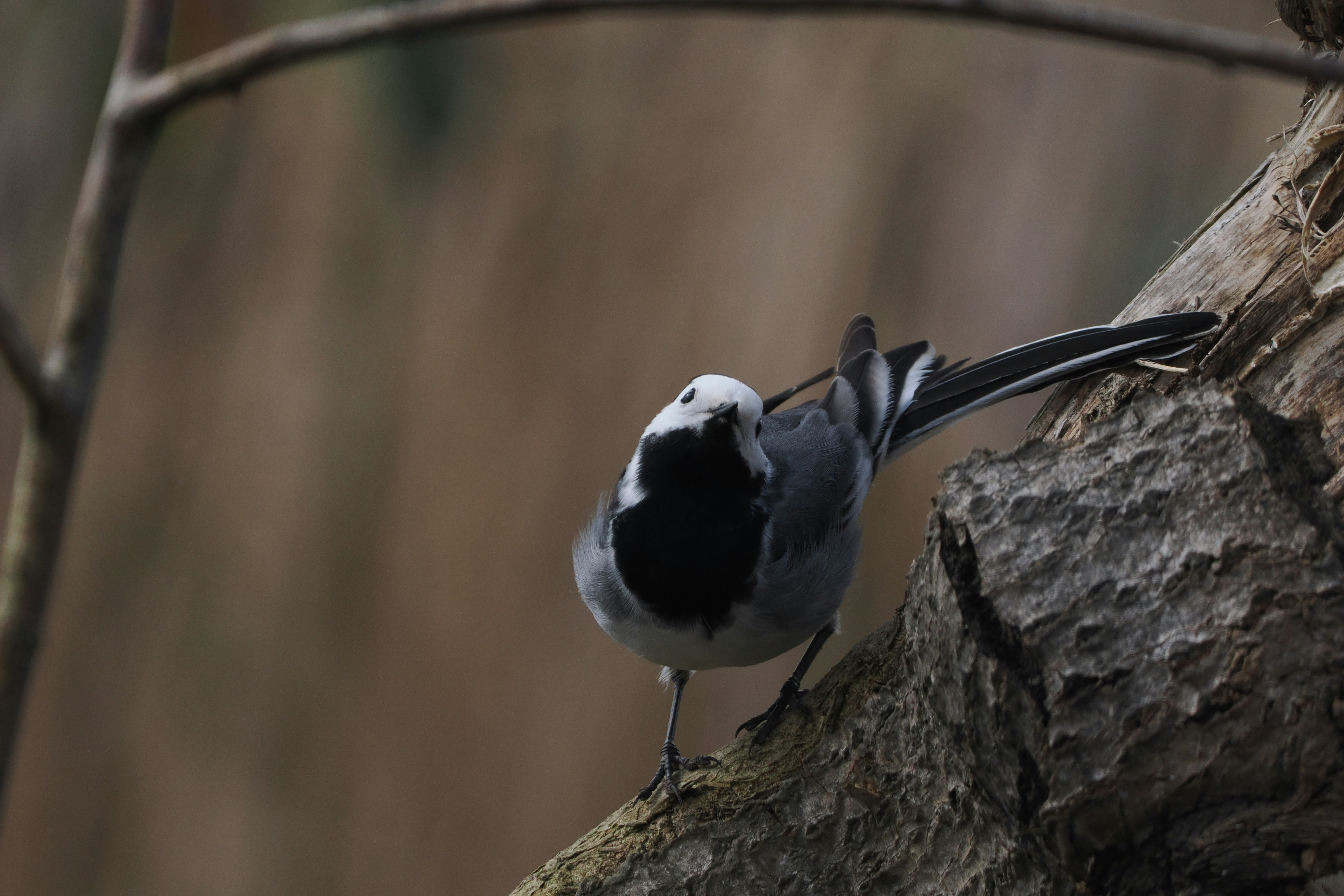 Photo by fotografie_thomas_nolte