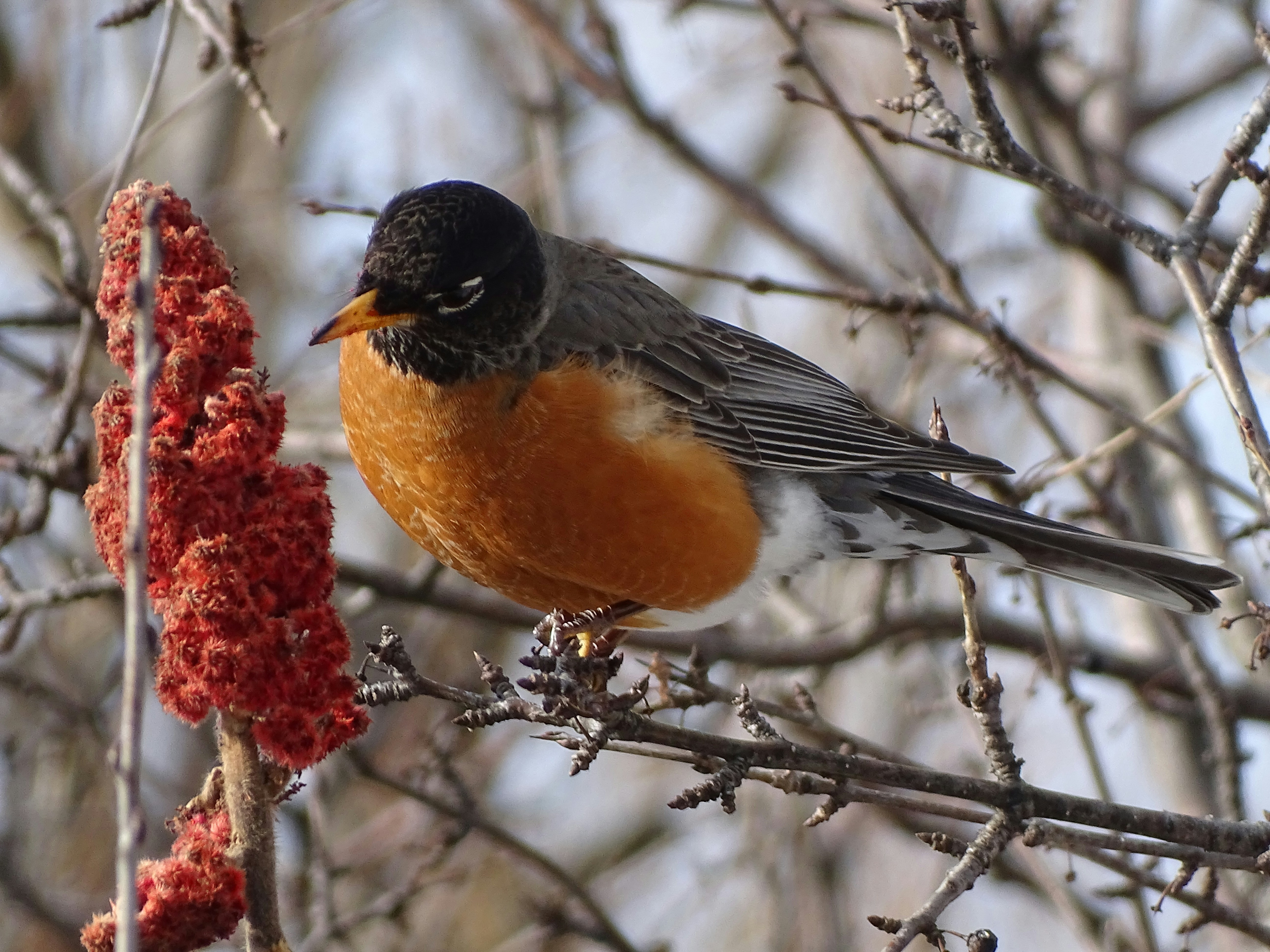 Photo by stevengbrown