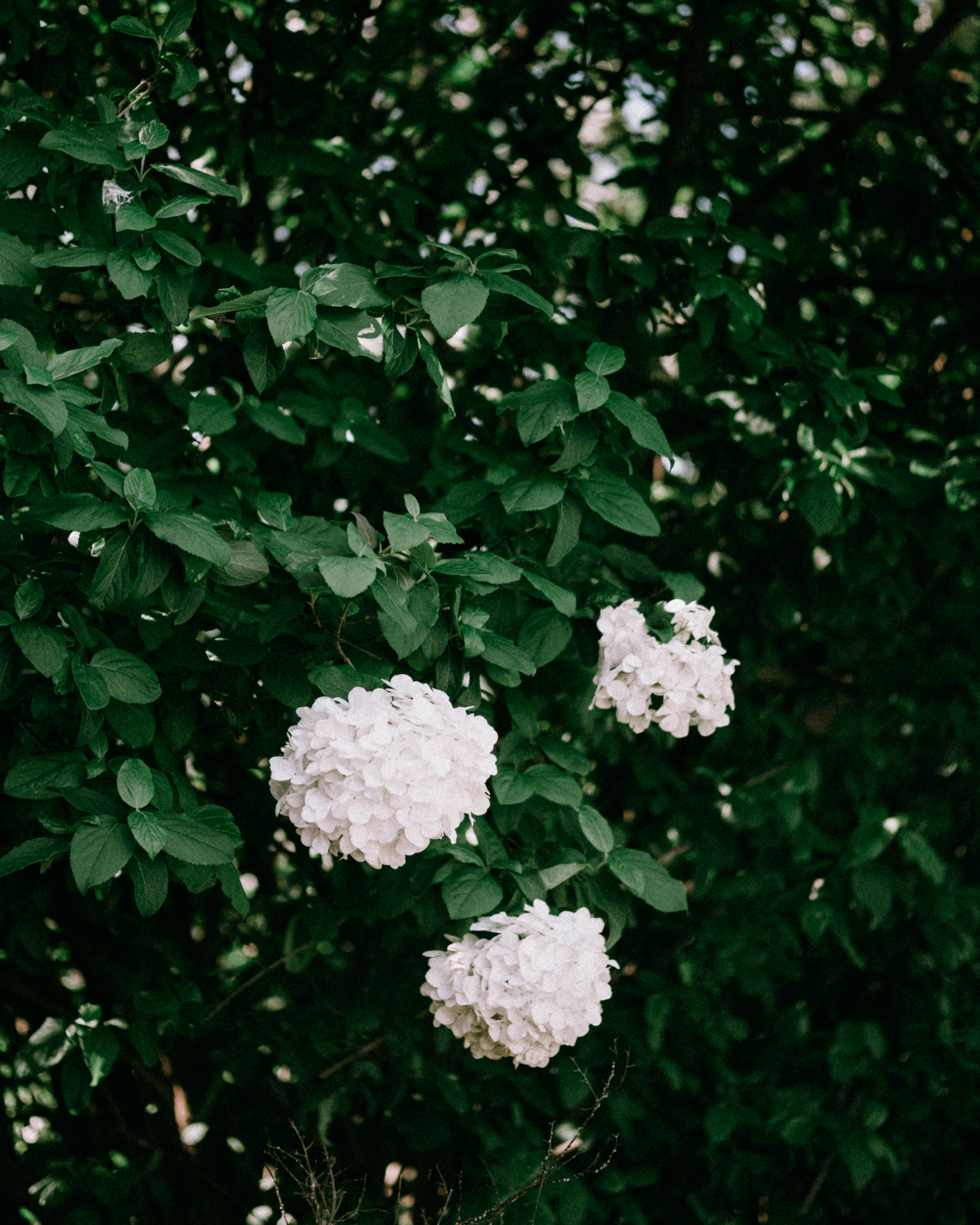 Photo by marsupialpudding