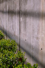 Concrete wall and green bushes alongside each other.