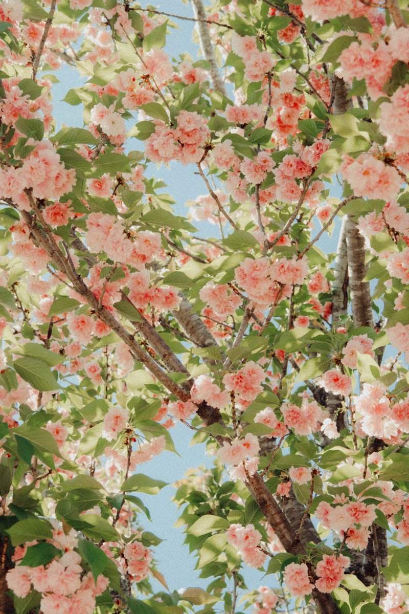 cherry blossoms, Somei Yoshino trees, flowering branches, spring bloom