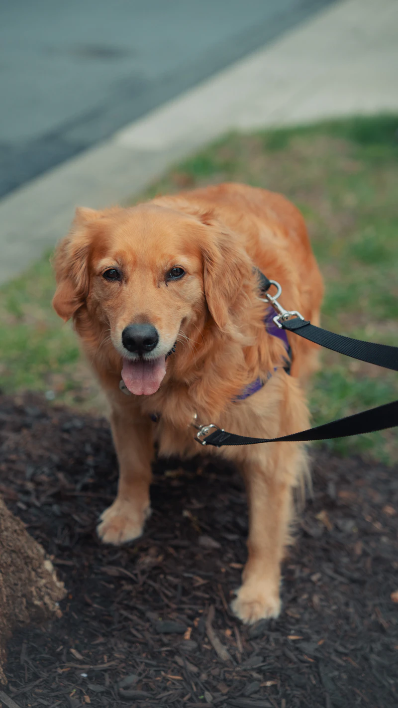 Robin, a Meadowbrook dog from the 2024 Bird litter, on his lead outside the house