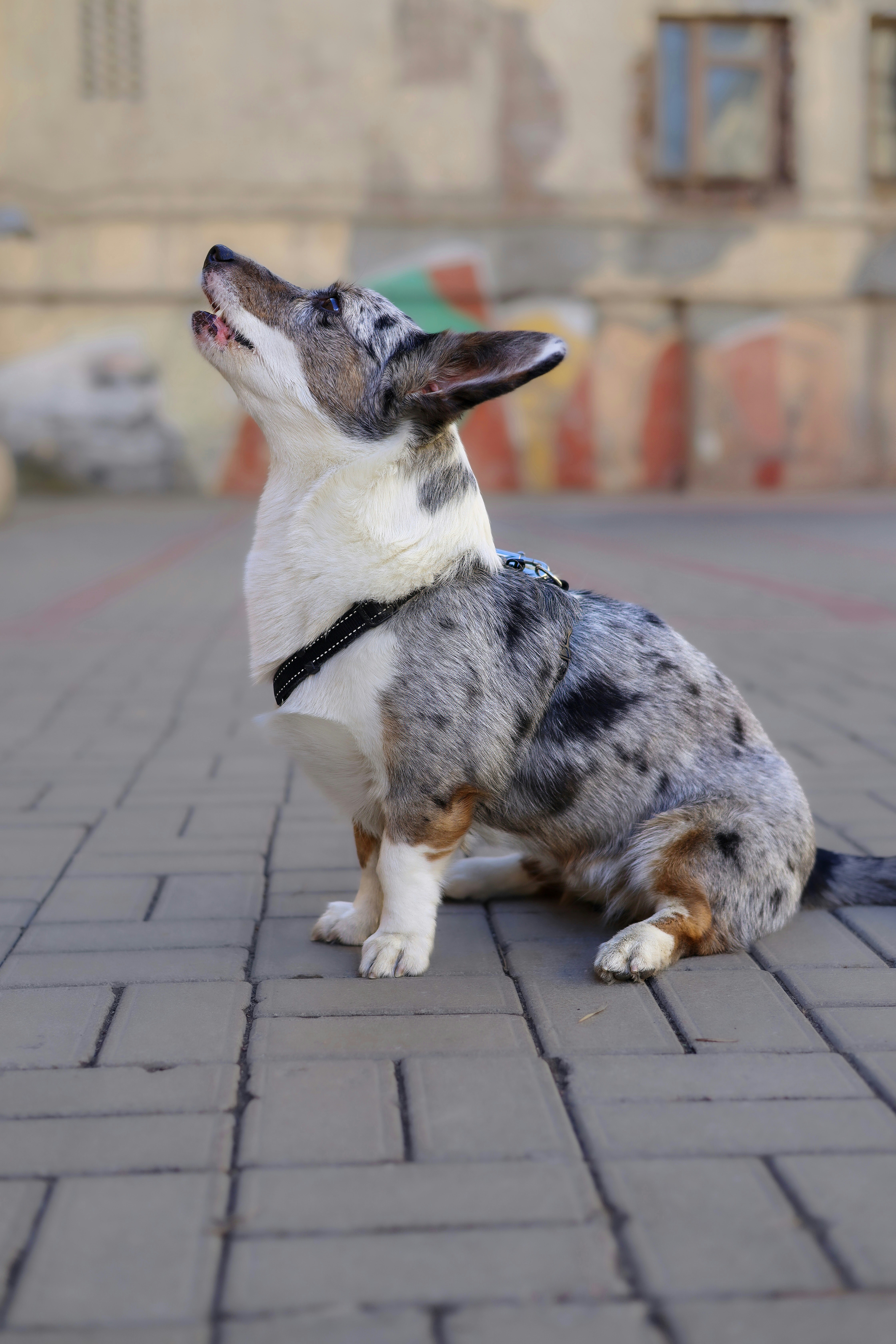 Un corgi tacheté regarde vers le haut, concentré.