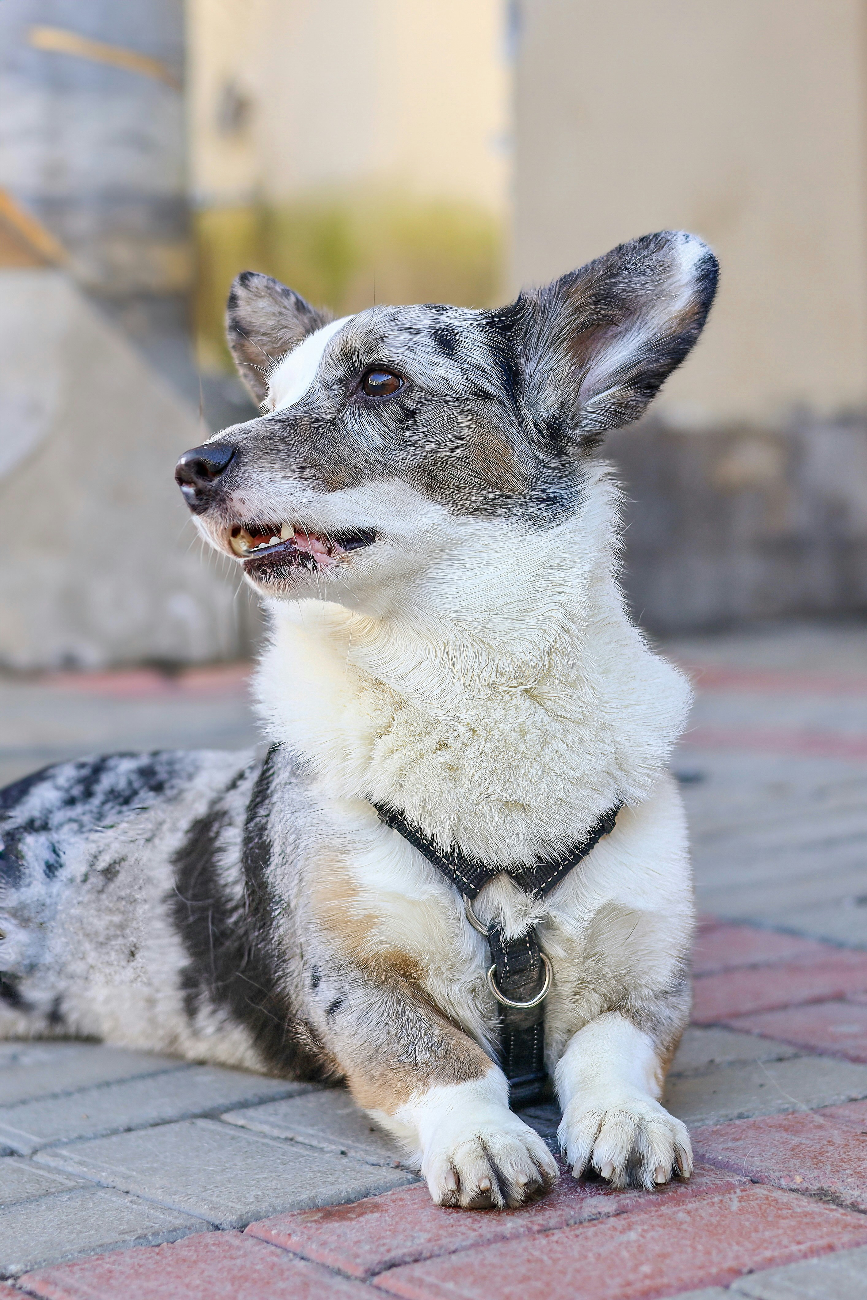 Voici une courte légende pour l’image : **le chien corgi est allongé sur le sol.**