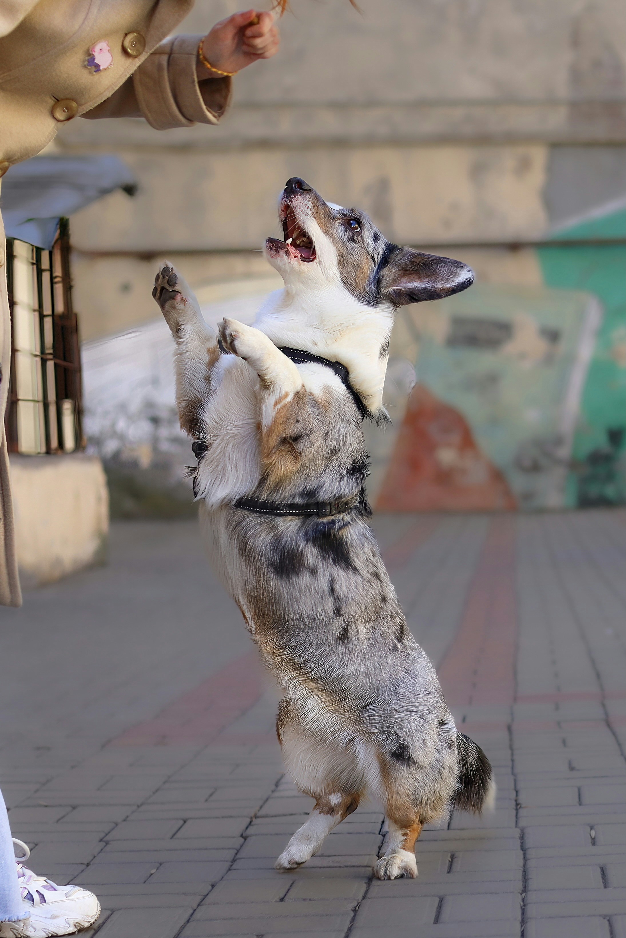 Le chien saute pour obtenir une friandise.