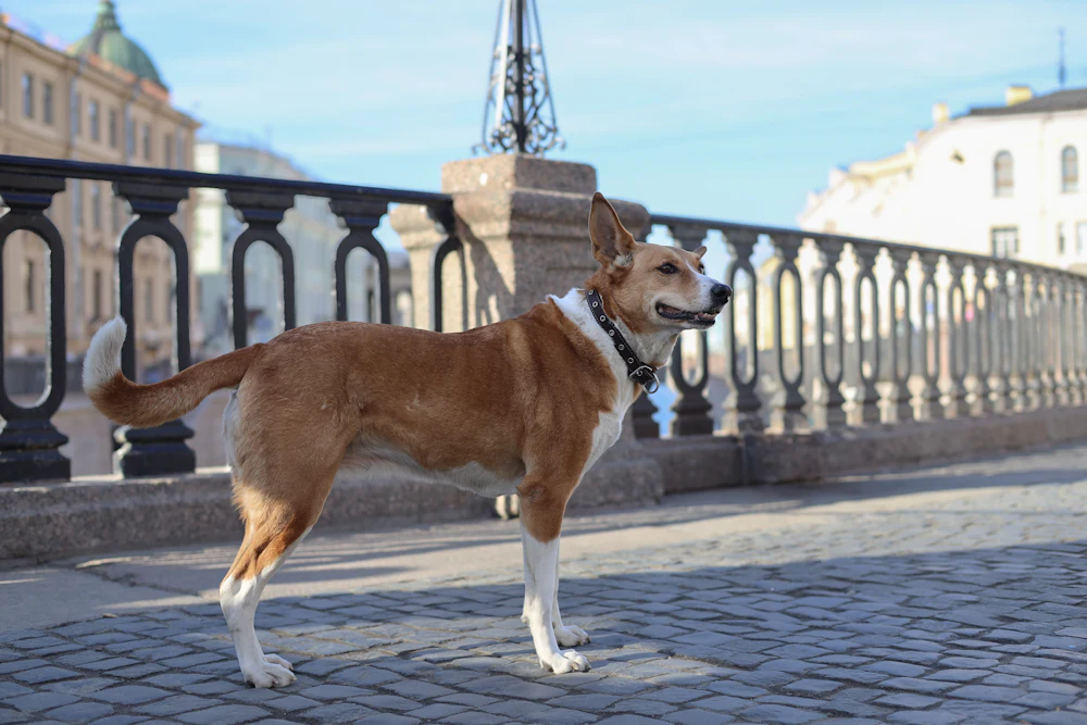 Basenji, photo 1