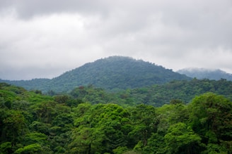 Green, lush mountainous forest under a grey sky.