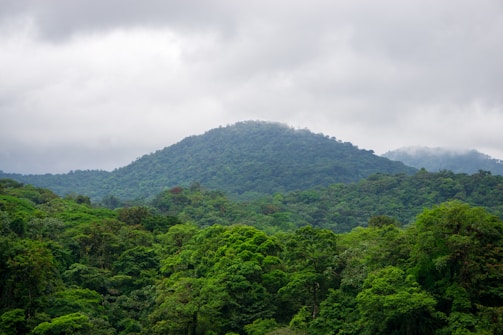 Green, lush mountainous forest under a grey sky.
