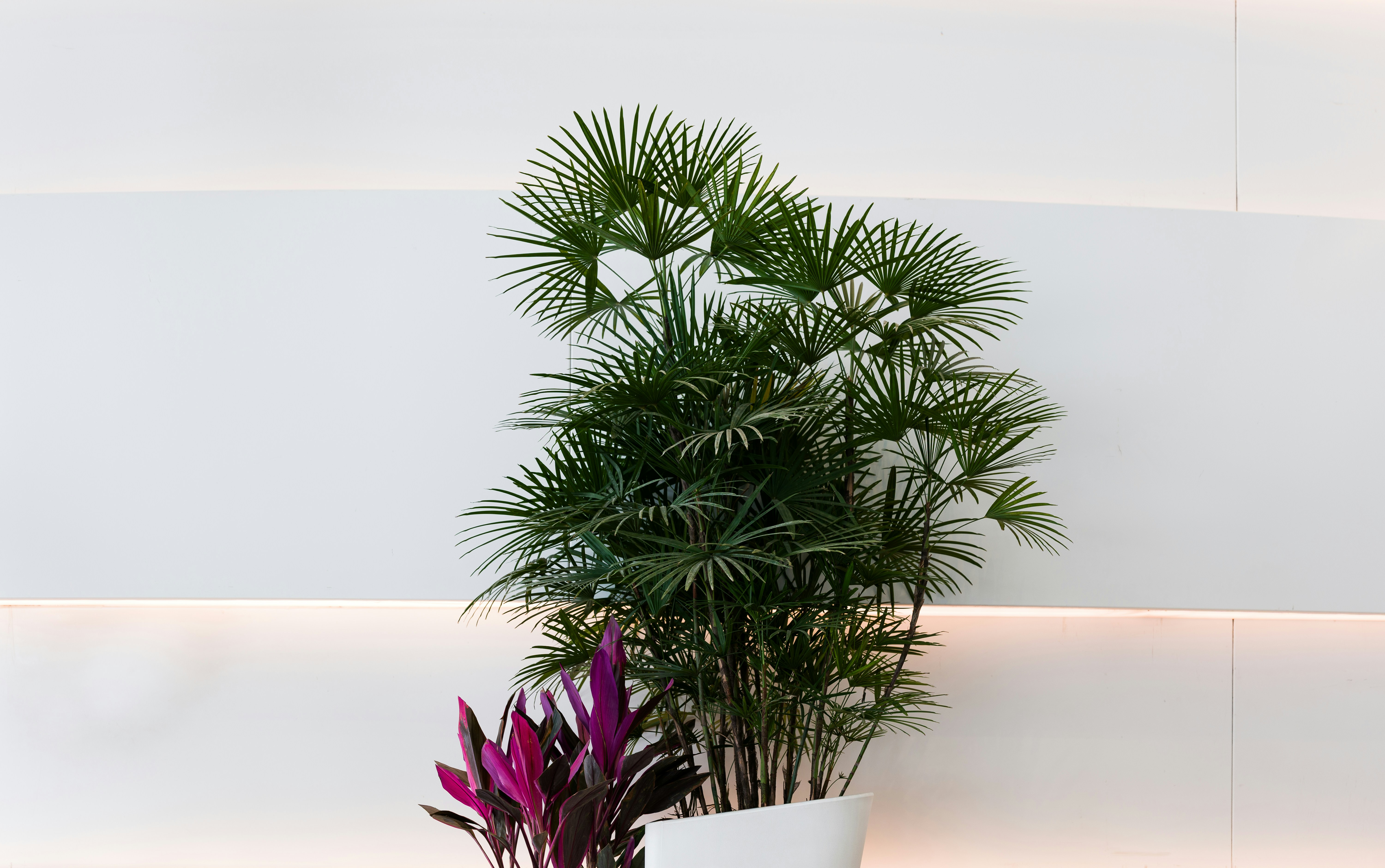 A green plant is in front of a white wall.