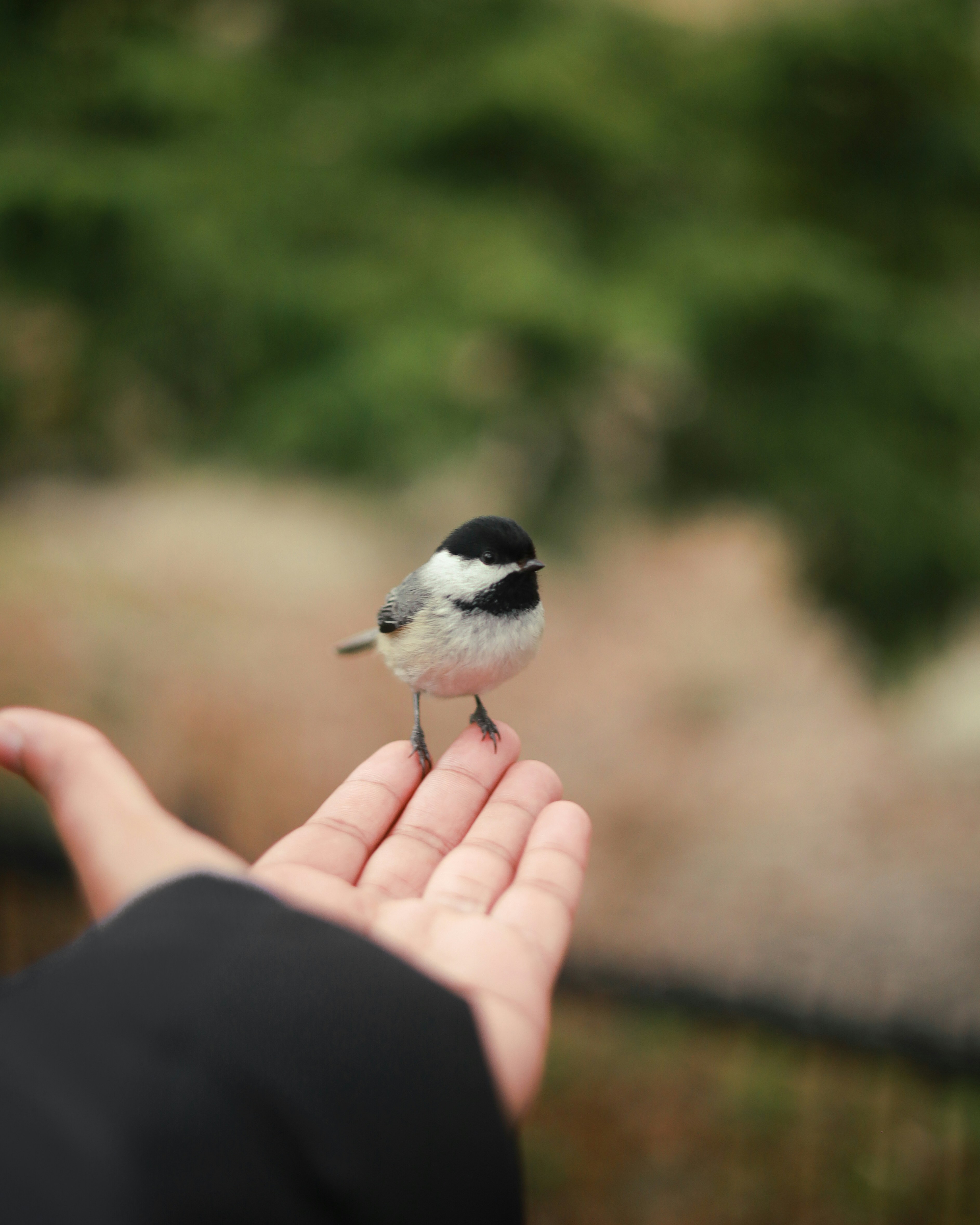 A tiny bird perches peacefully on a hand.