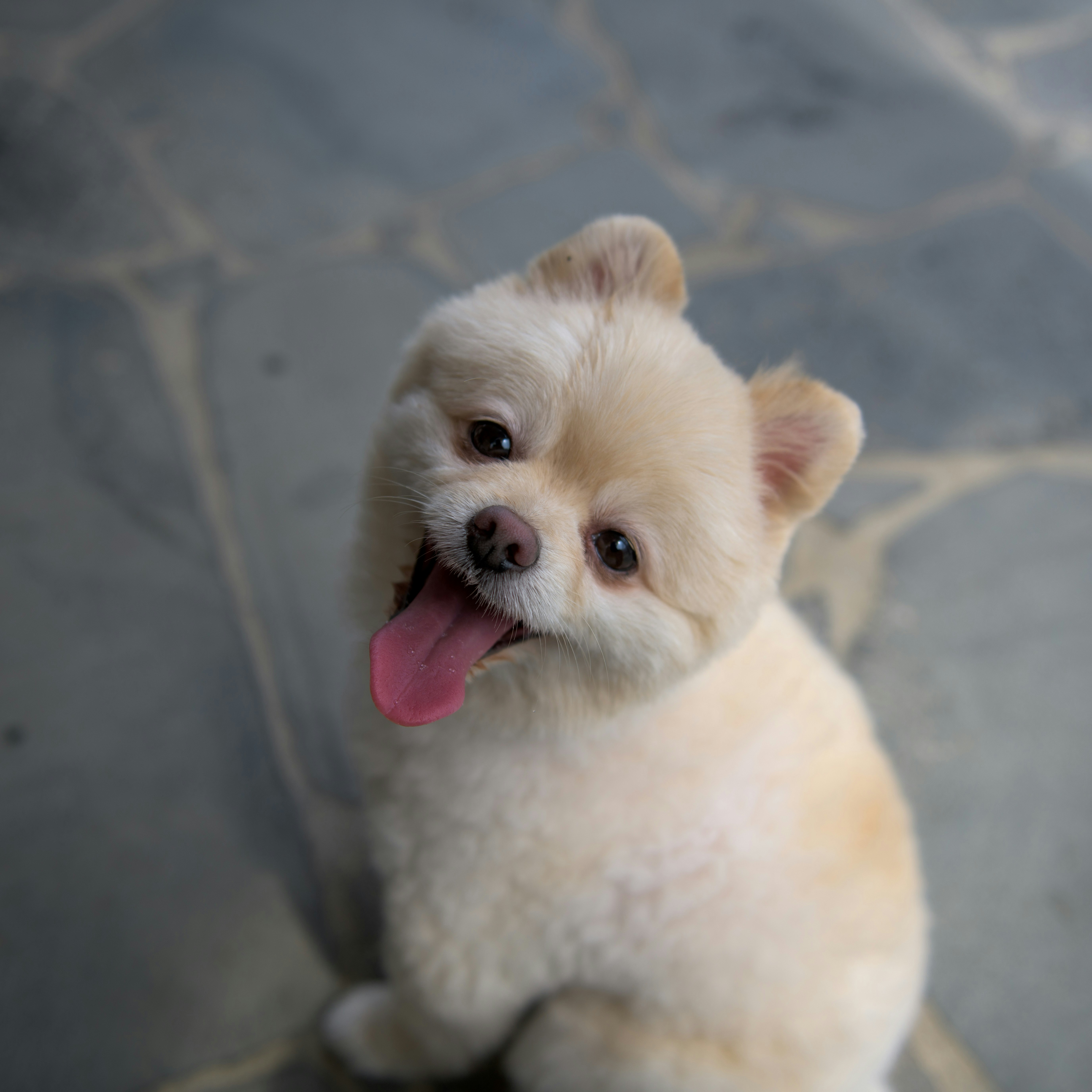 Happy pomeranian puppy with tongue sticking out. photo – Free Animal Image  on Unsplash, image size:3000x3000