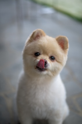 A cute pomeranian dog licks its nose.