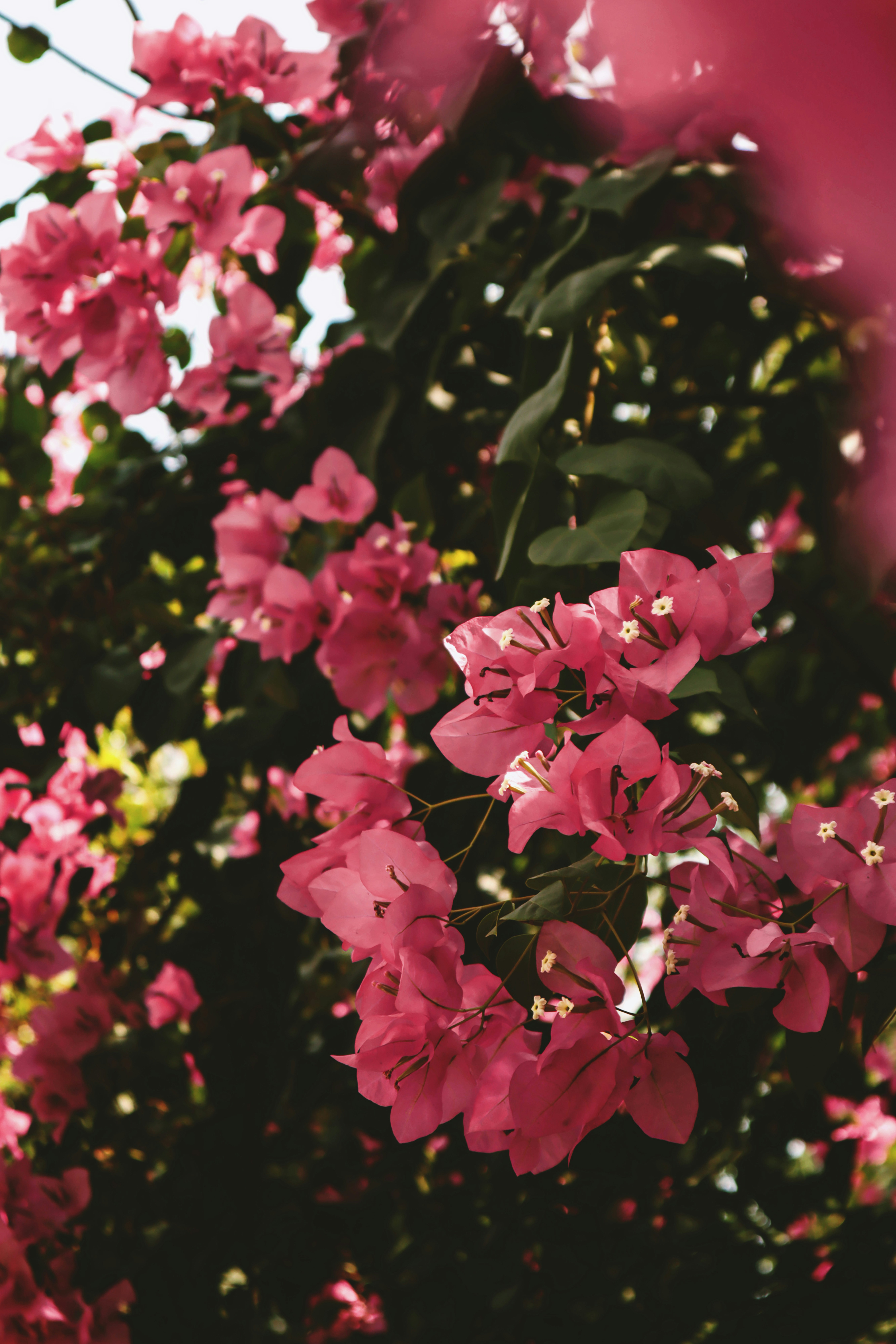 Photo by tranphamgiangha