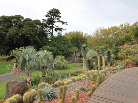 Botanical garden scene with various plant life.
