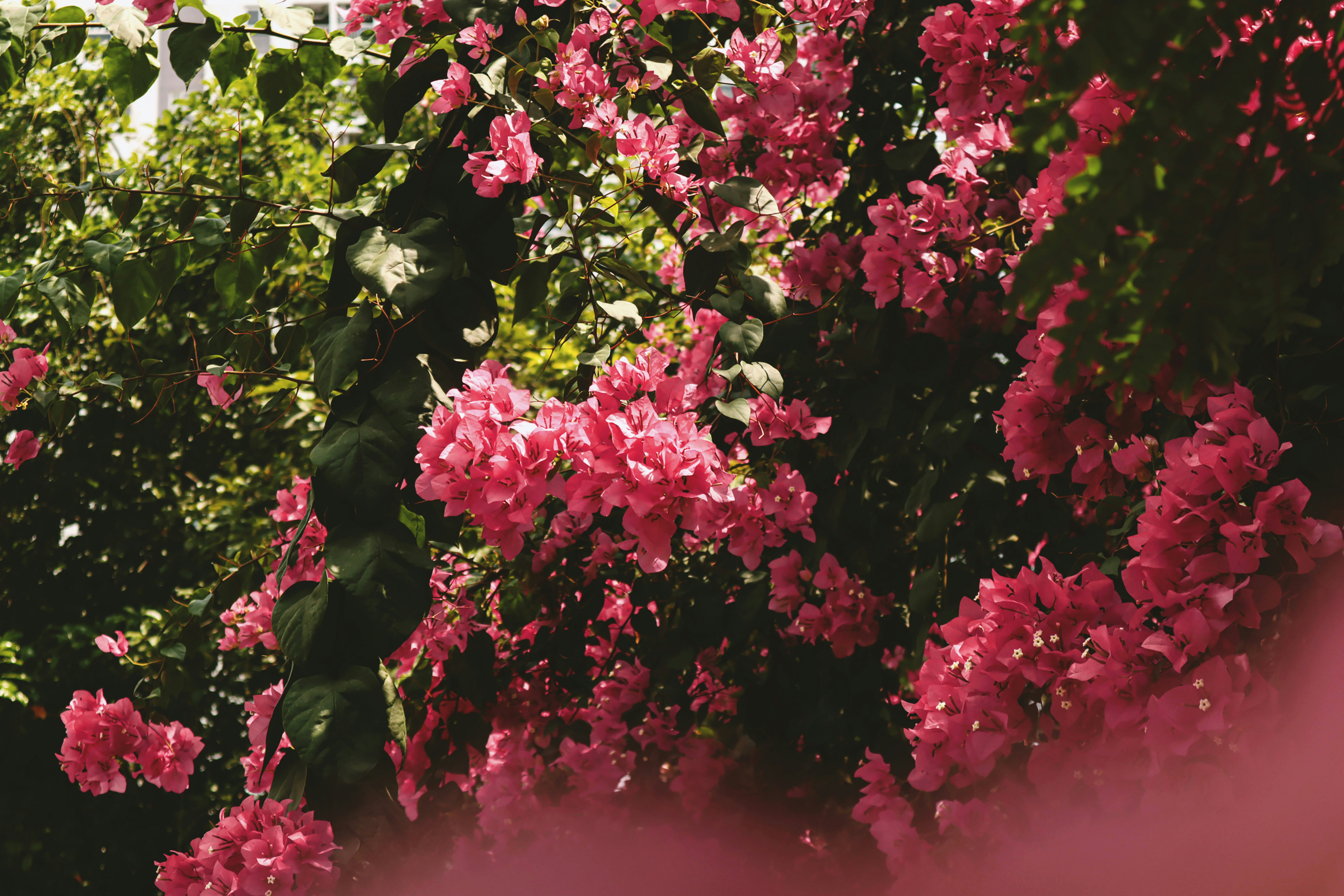 Photo by tranphamgiangha