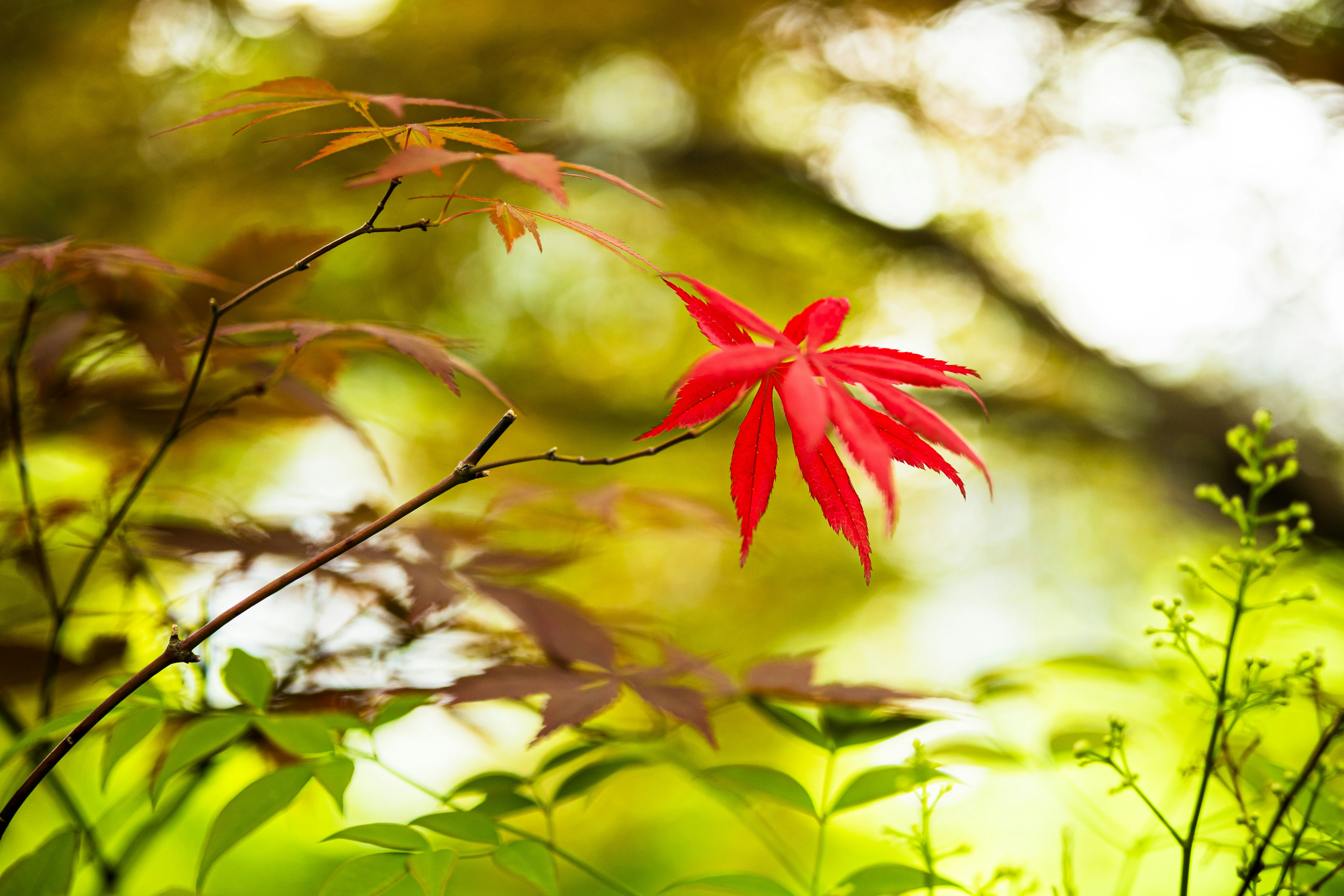 10 Botanical Self-Care Rituals for Autumn Calm