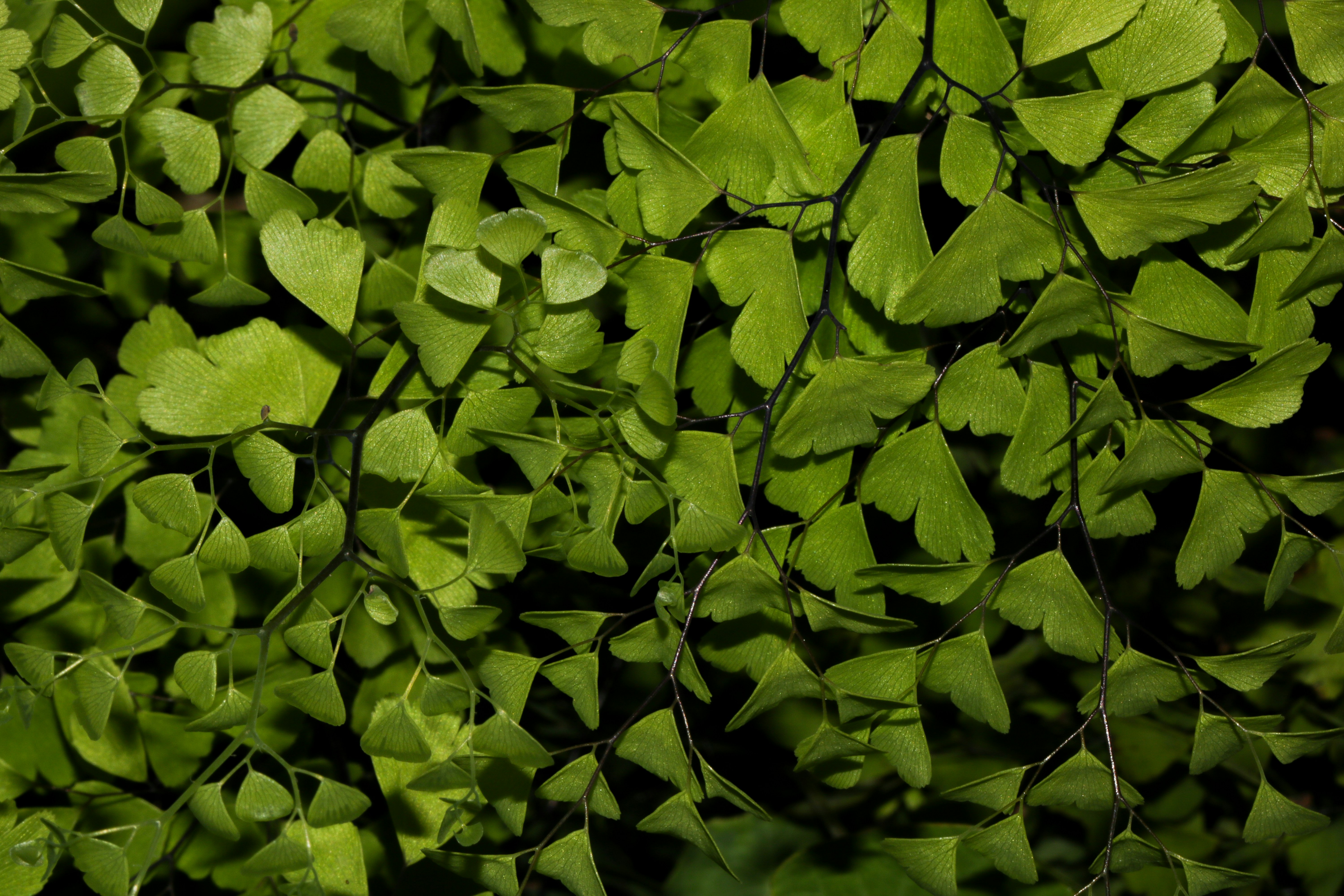 El follaje verde y frondoso llena el marco.