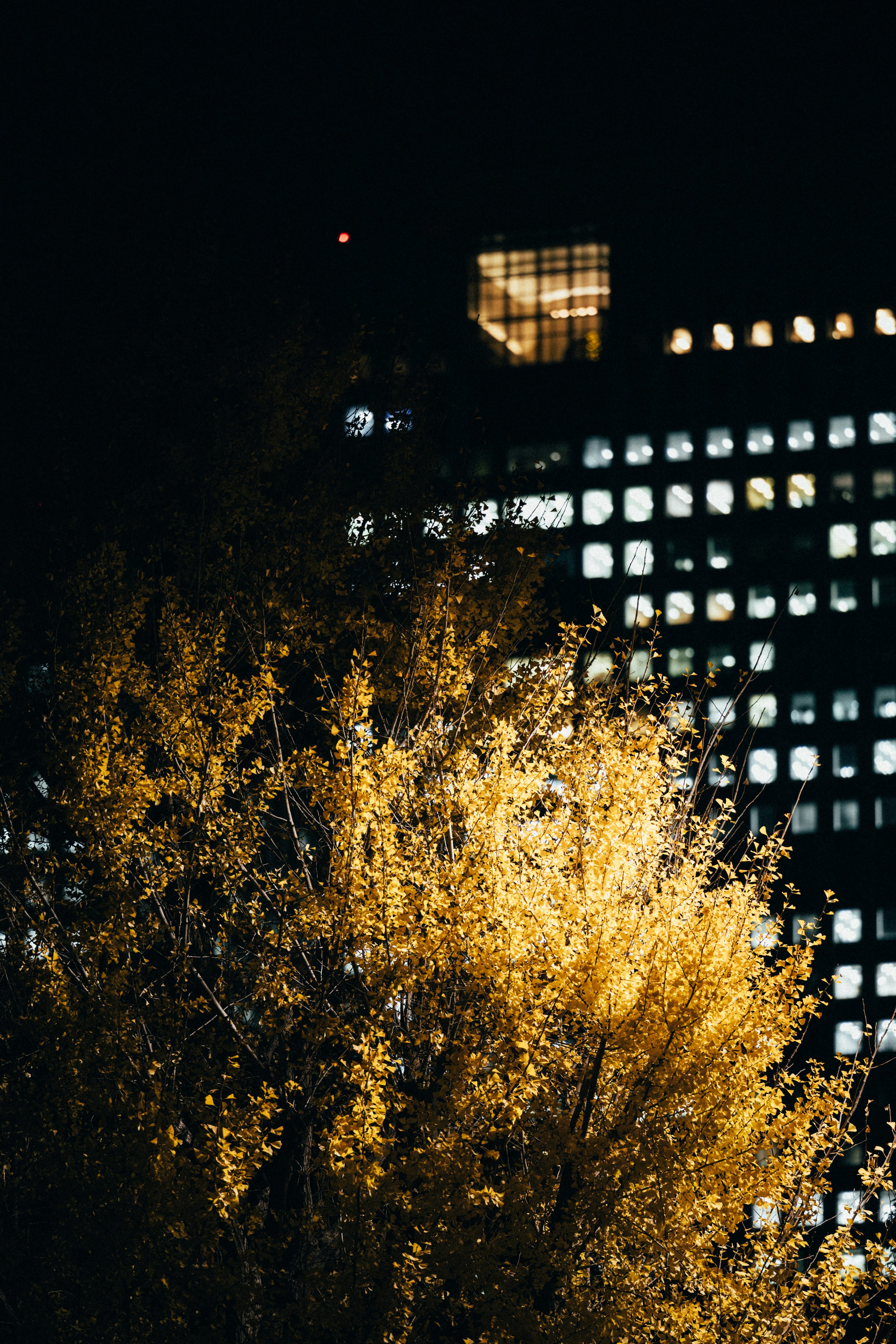 Photo by tsuyoshikozu