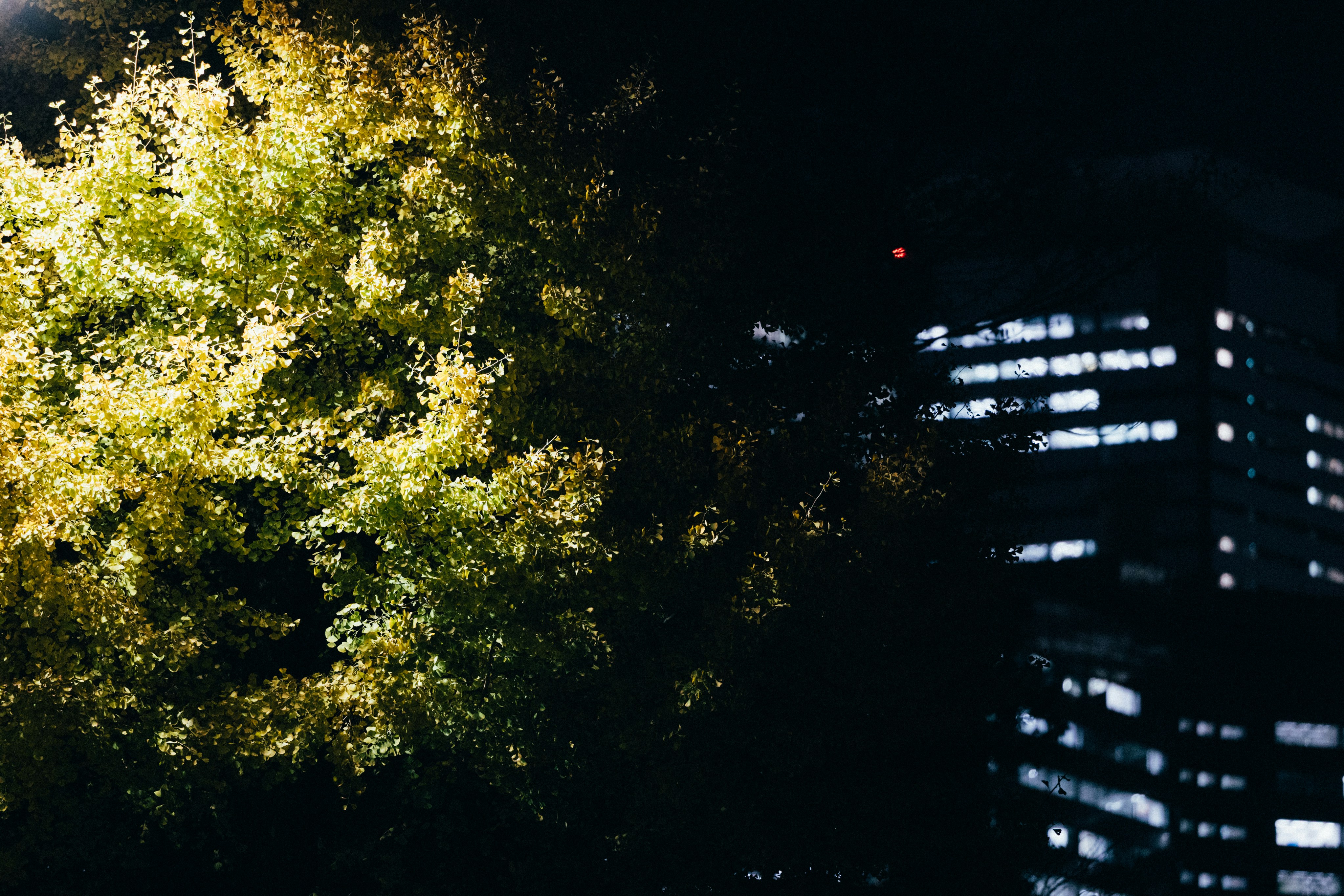 Photo by tsuyoshikozu