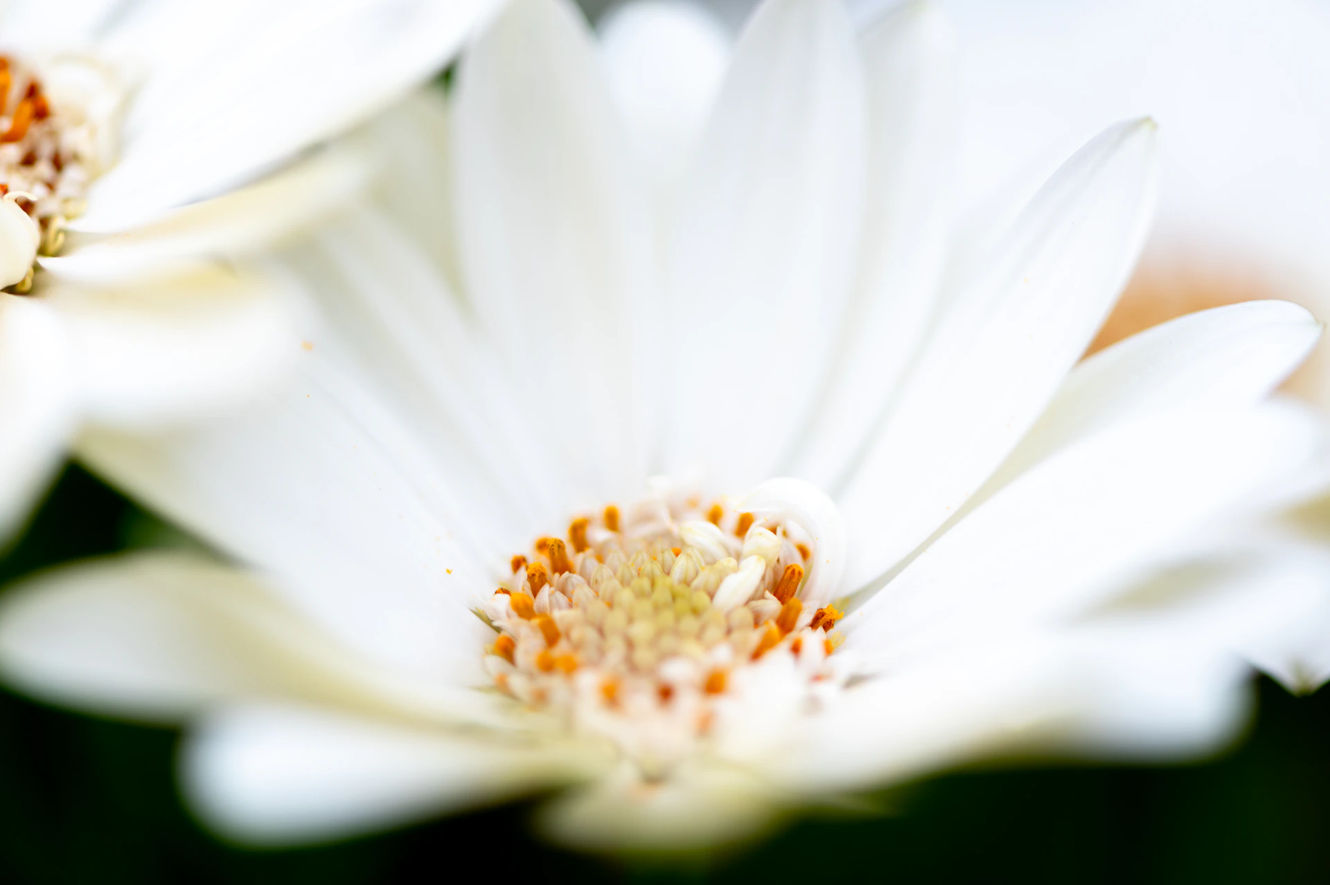 White flowers with orange centers are in focus