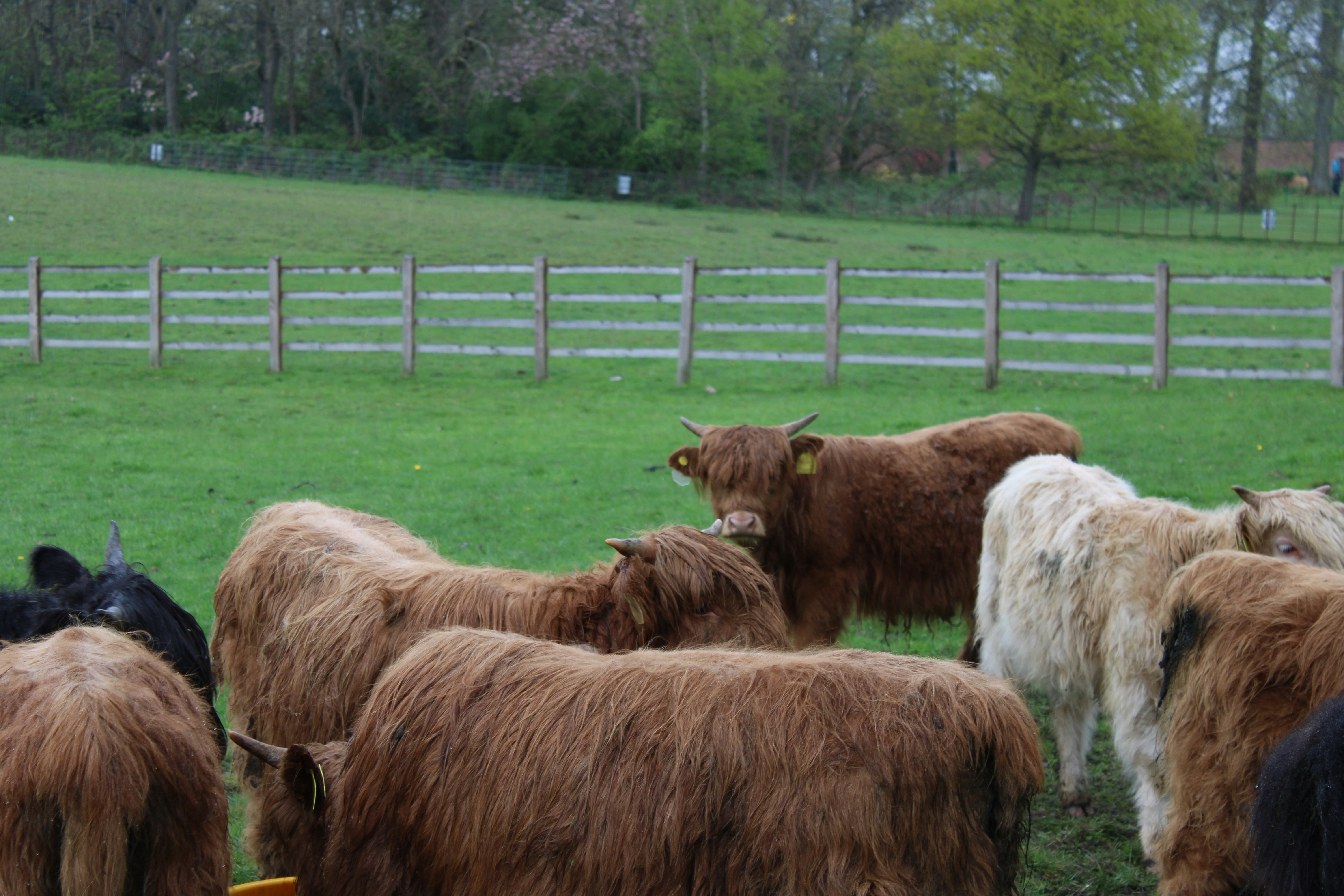 Highland Park cityscape