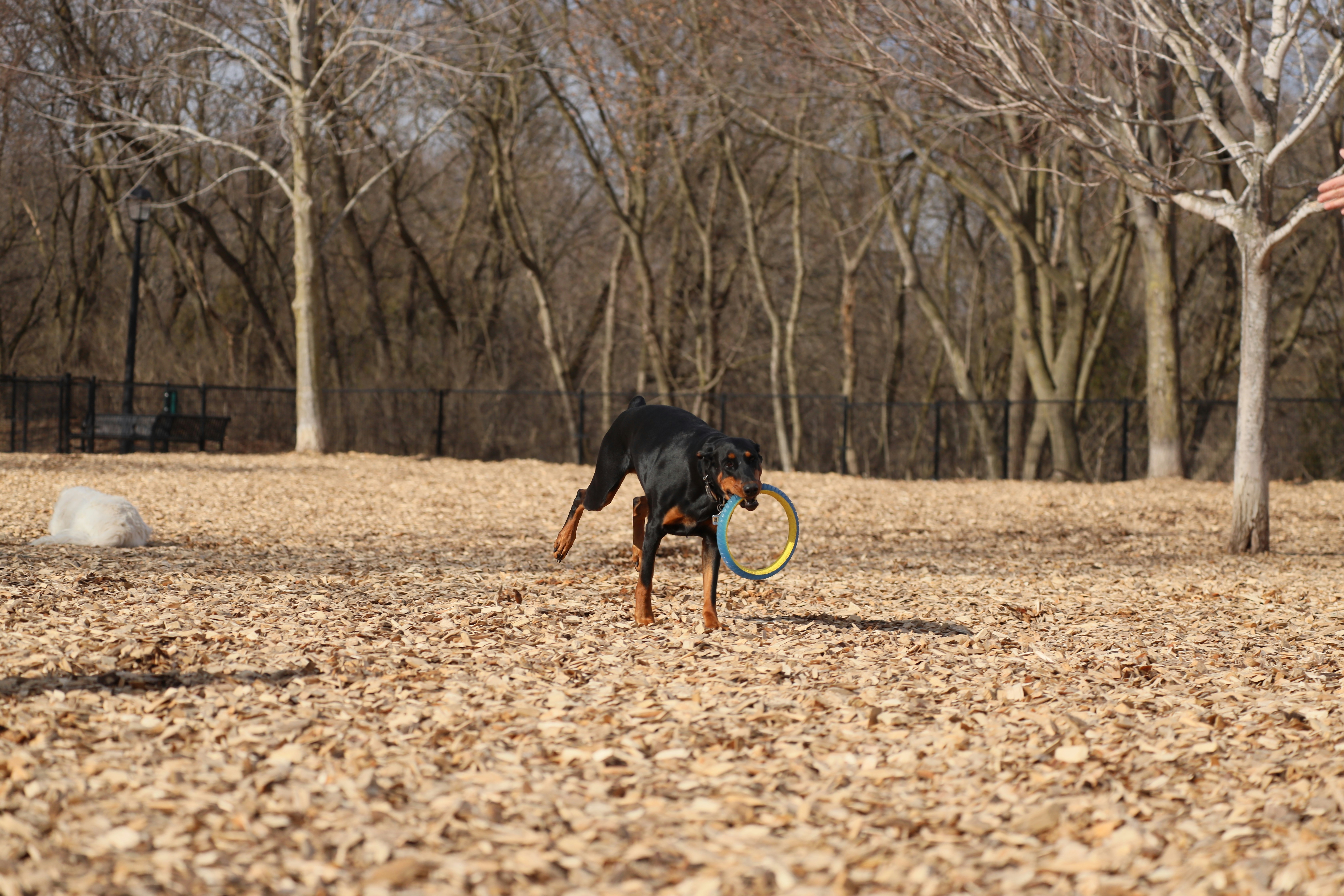 dog playing in a Chicago park like Lincoln Park or Grant Park - Pet-friendly condos Chicago