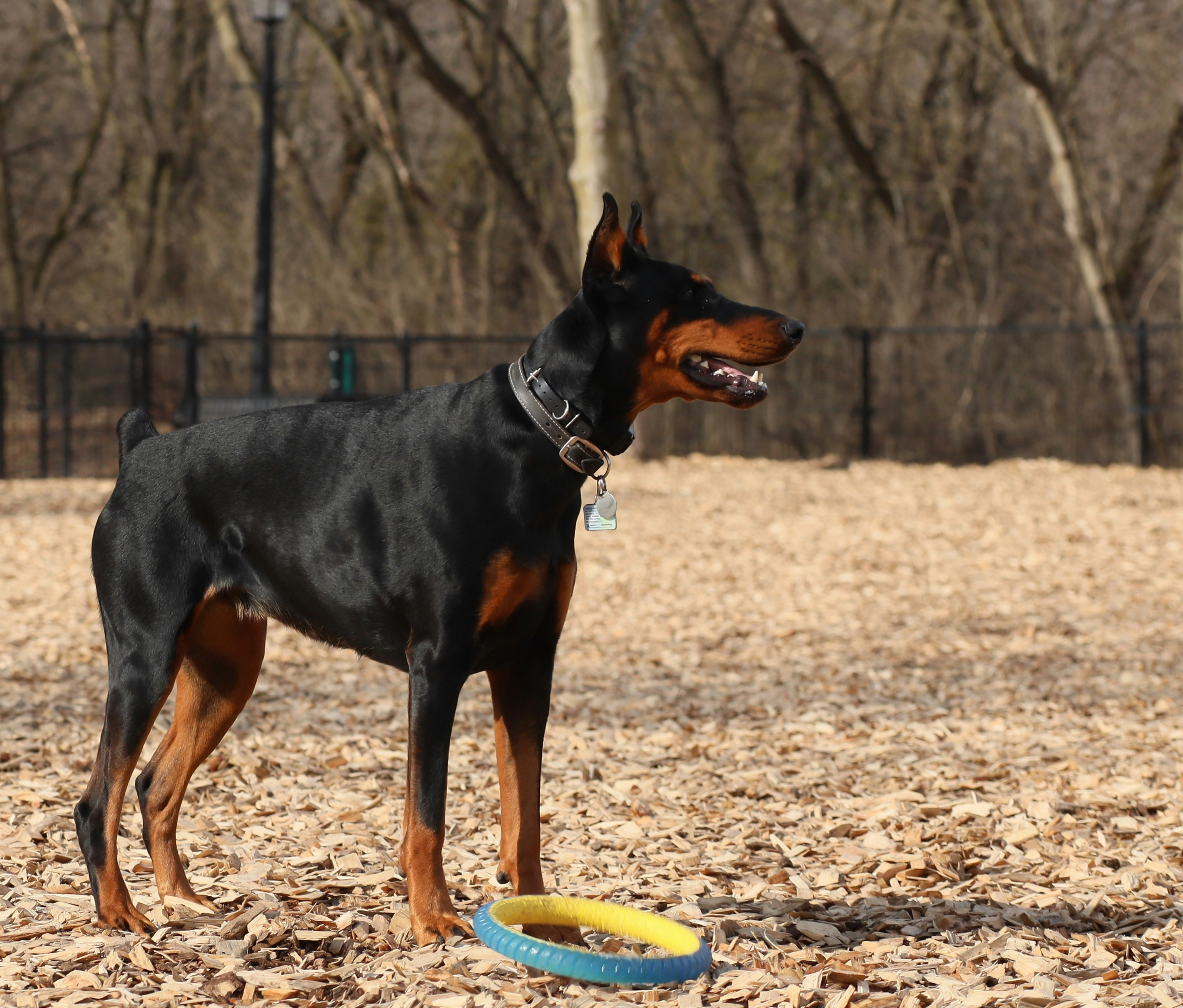 Dog Food for Dobermans: Life Stages and Feeding Decisions