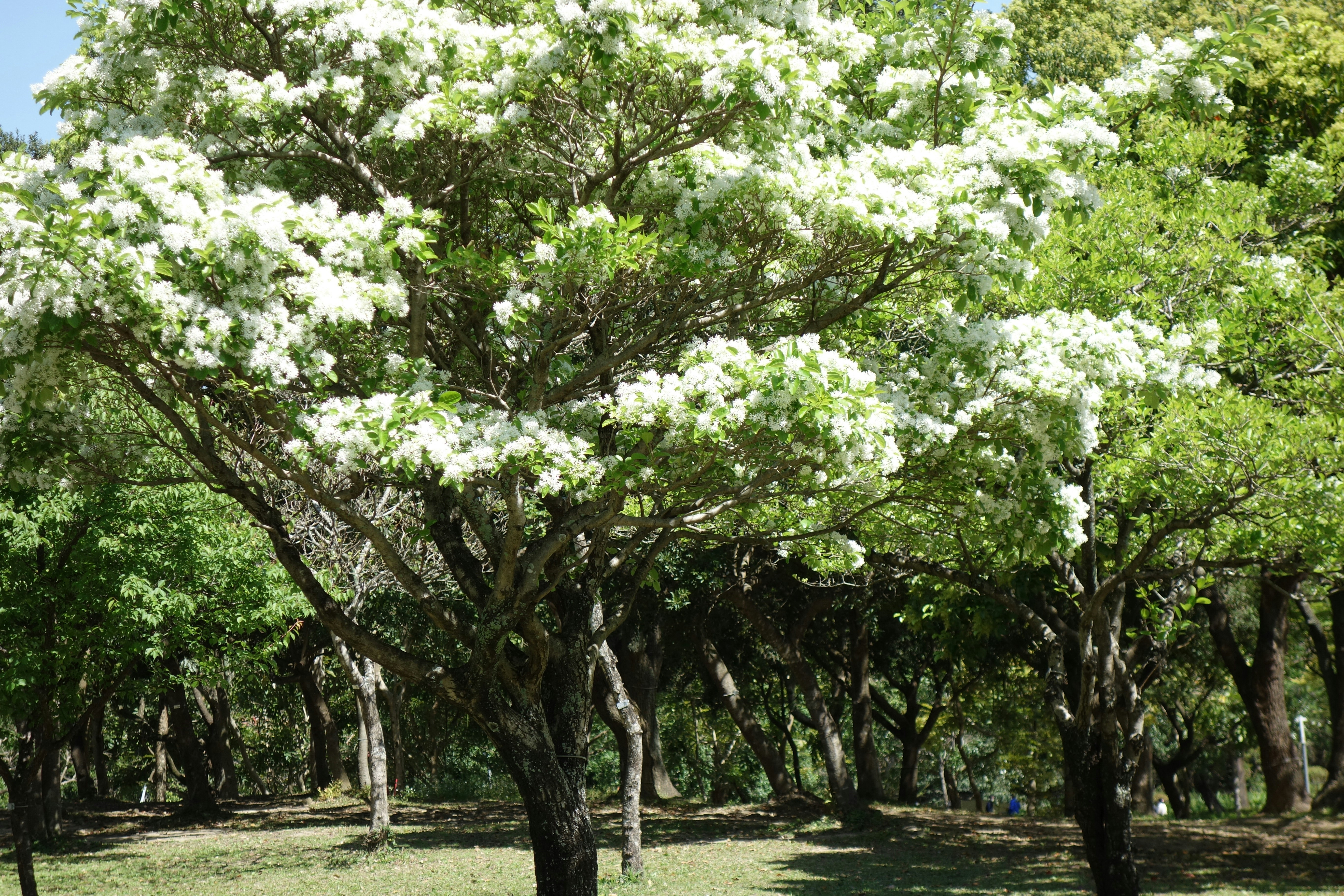 A tree with beautiful white flowers is in view.