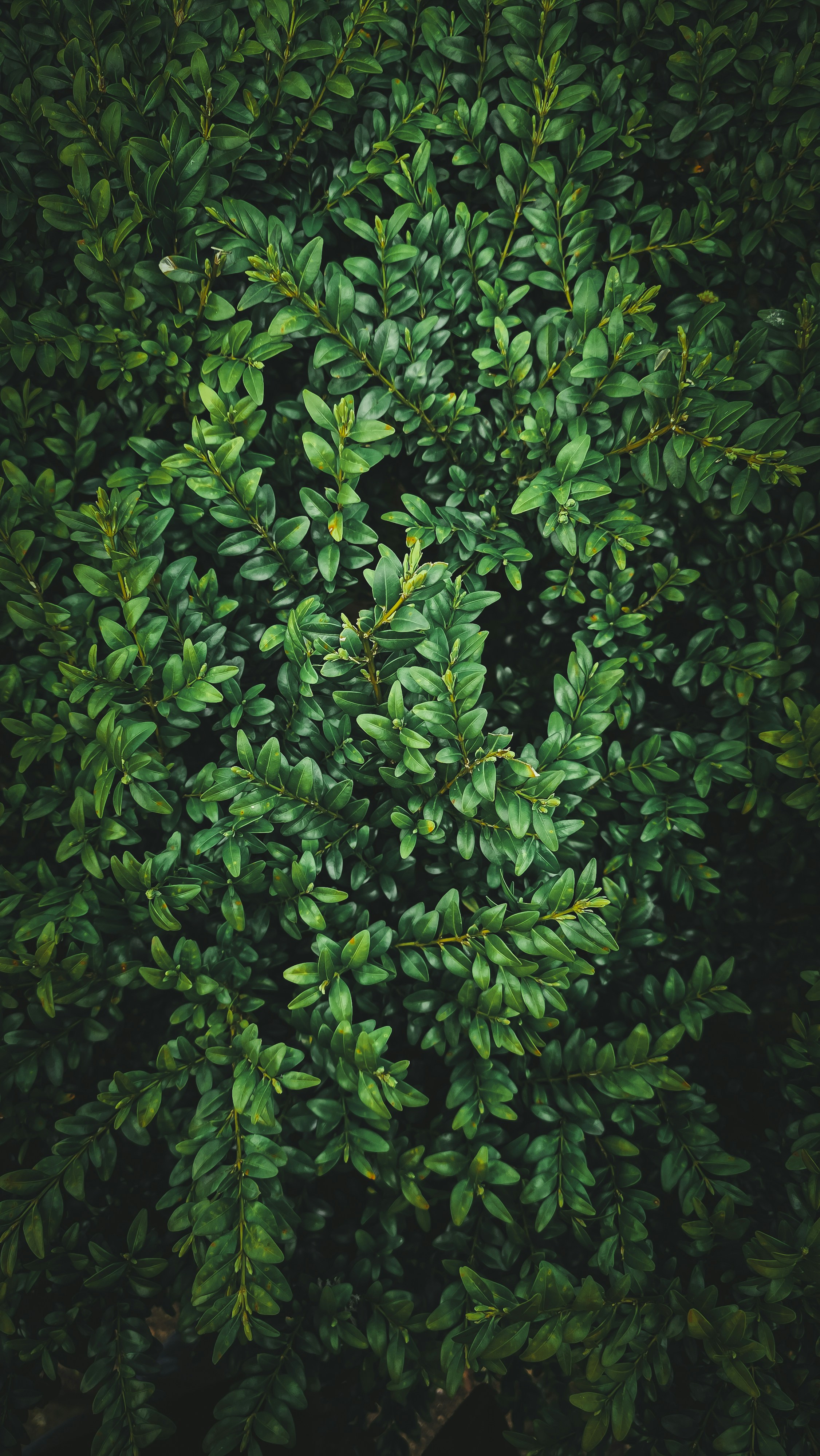Green, dense foliage fills the frame.