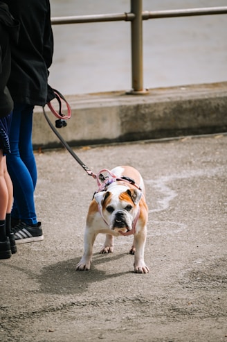 A bulldog on a leash stands looking forward.