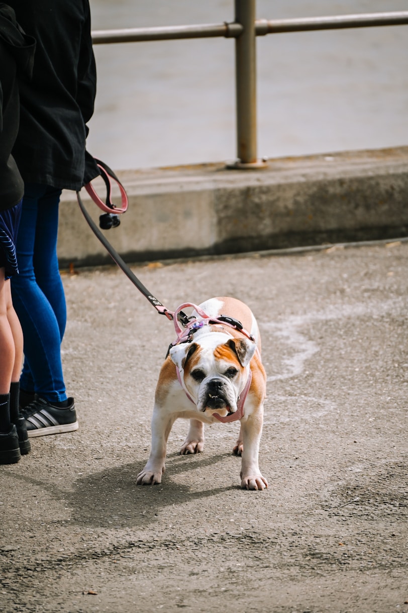 A bulldog on a leash stands looking forward.